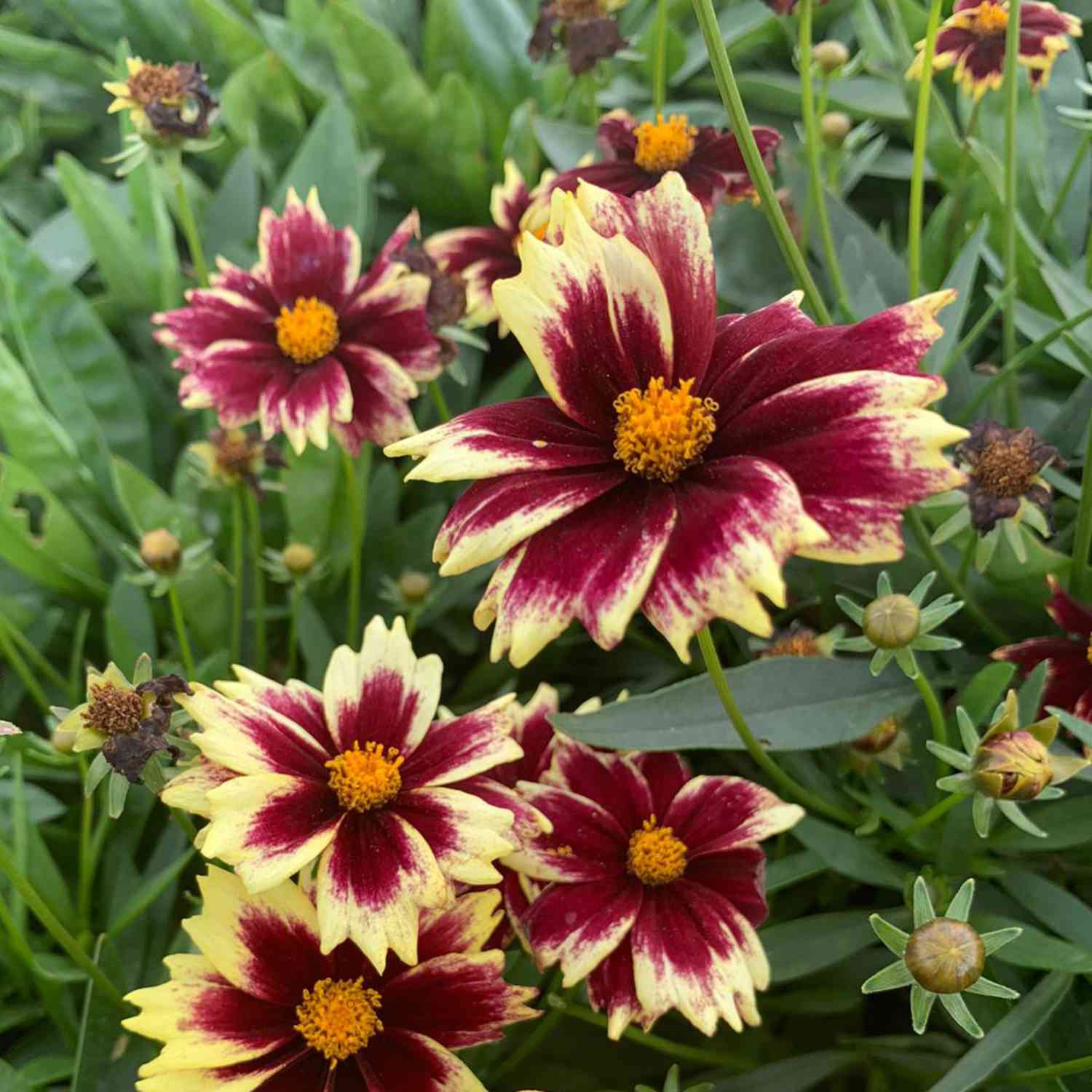 Großblumiges Mädchenauge 'Solar Fancy' Großblumiges Mädchenauge 'Solar Fancy'