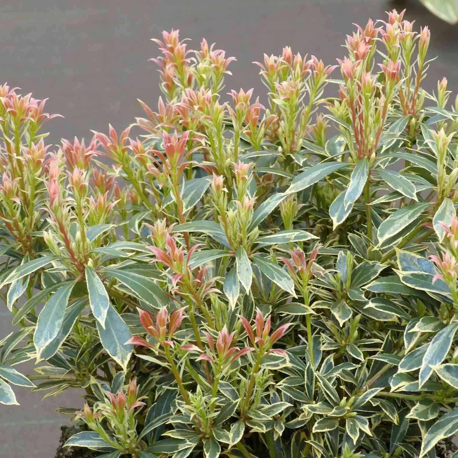 Lavendelheide / Schattenglöckchen 'Variegata'
