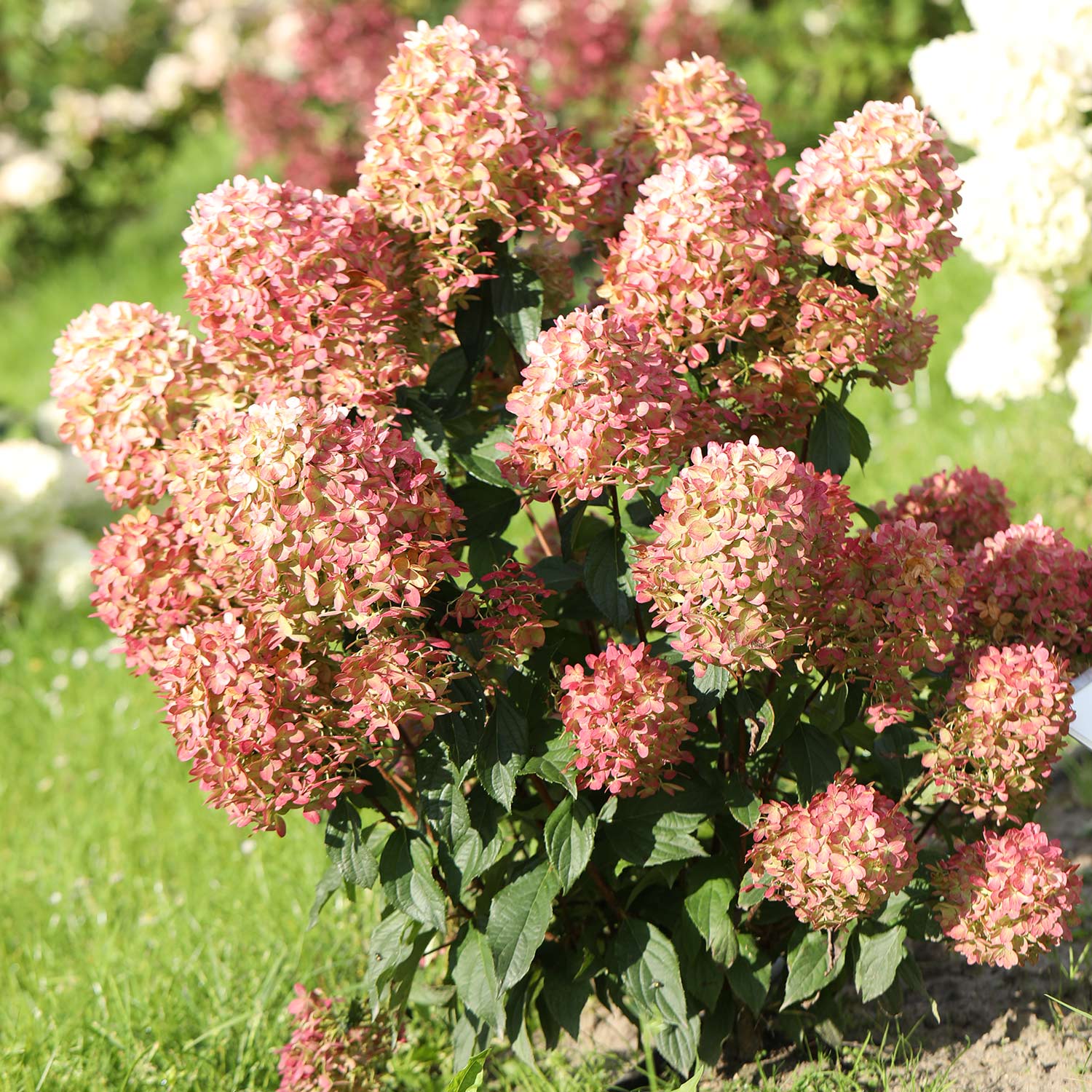 Rispenhortensie 'Graffiti®' C5 80 - 100 cm