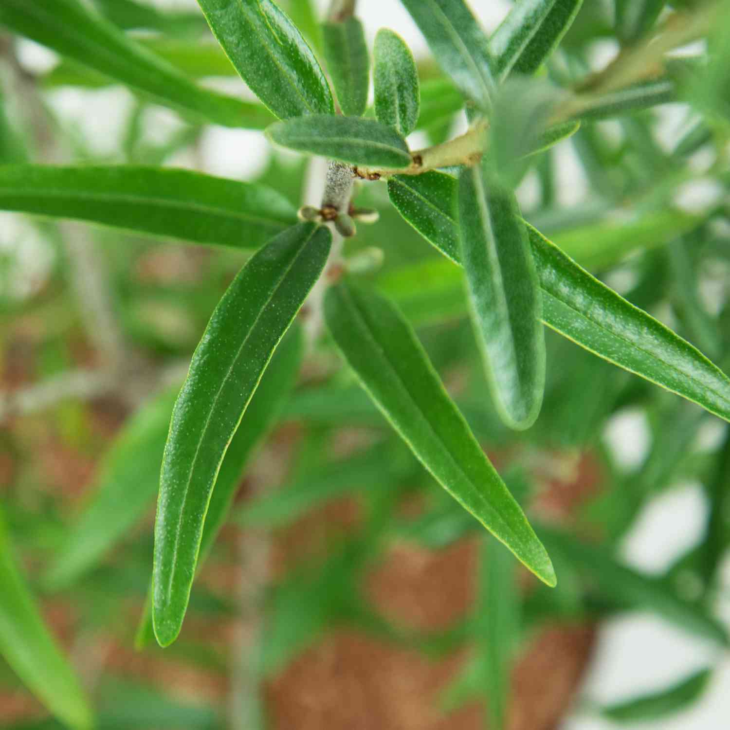 Sanddorn-Mann 'Pollmix' Sanddorn-Mann 'Pollmix'