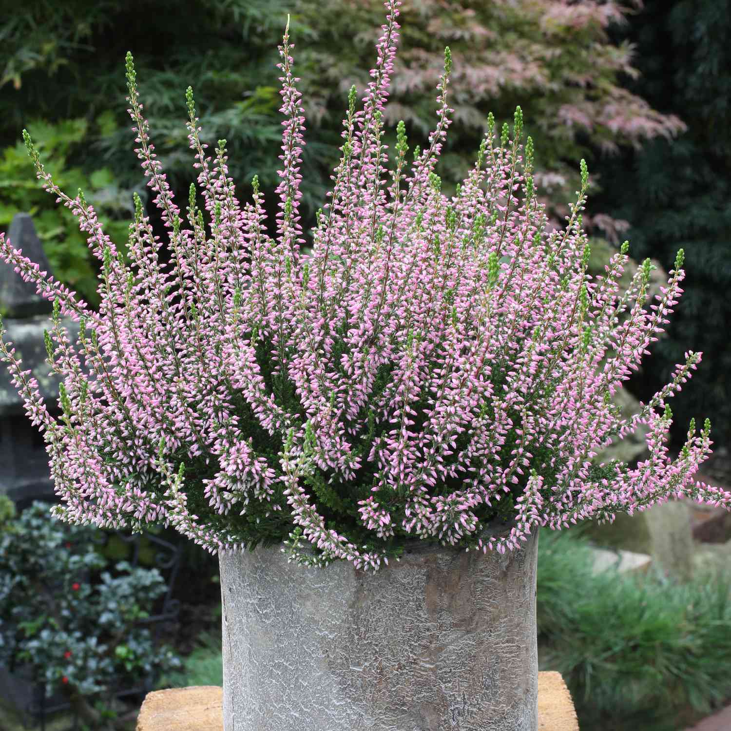 Winterharte Knospenheide 'Rosita' (Garden Girls®) Winterharte Knospenheide 'Rosita' (Garden Girls®)