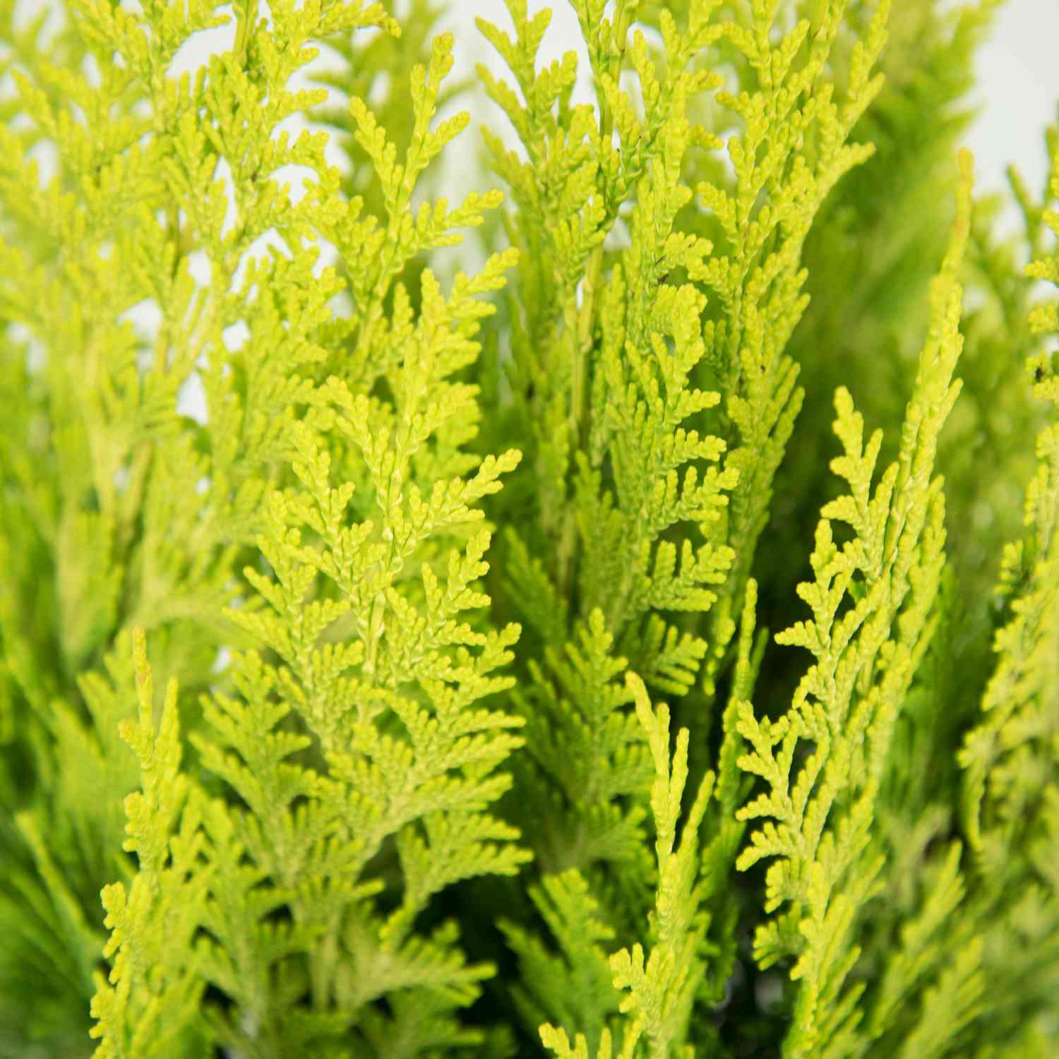 Goldgelbe GartenSäulenzypresse 'Ivonne'