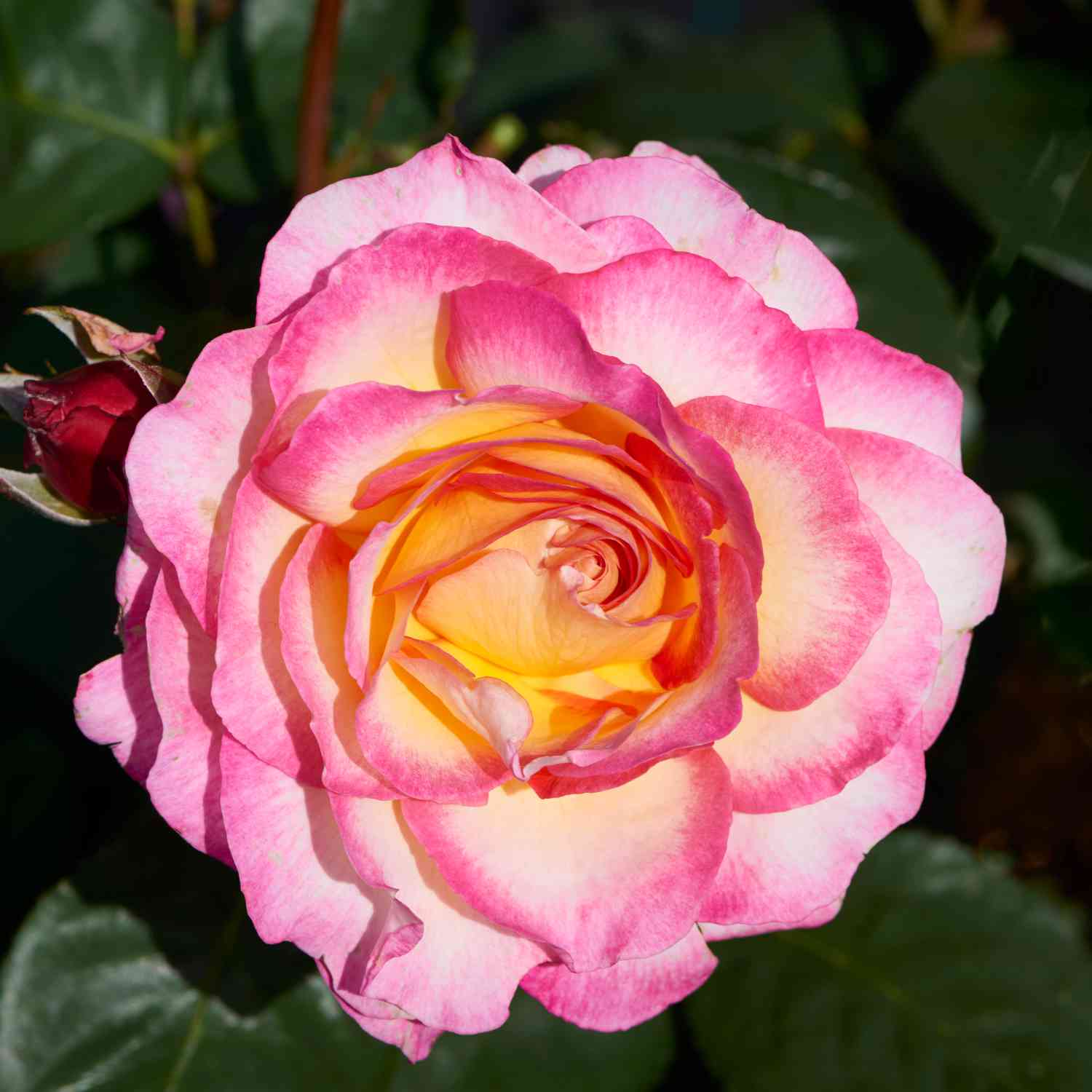 Edelrose 'Gorgeous®'