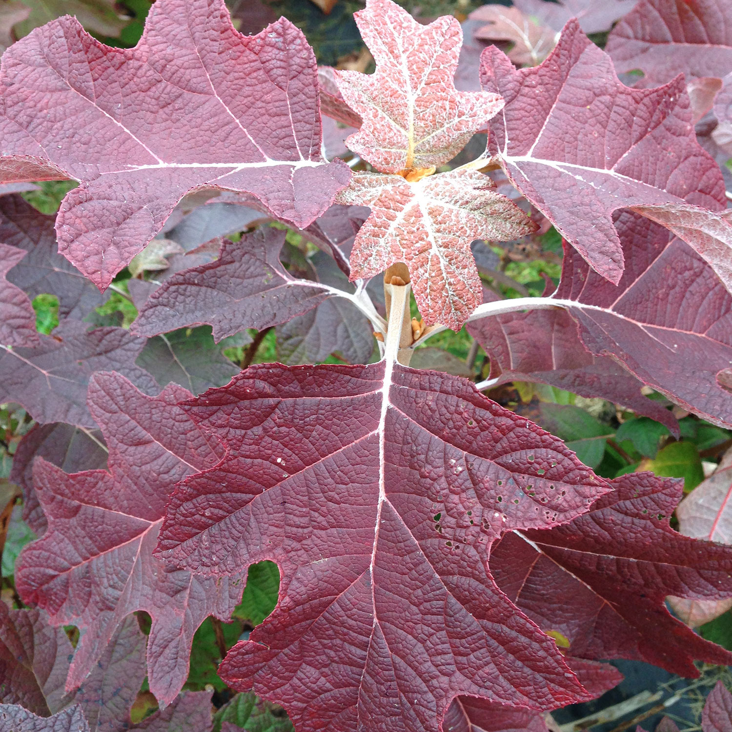Eichenblättrige Hortensie 'Gatsby Pink®'