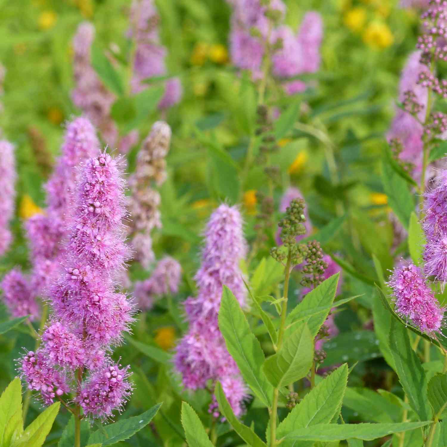 Kolbenspiere 'Triumphans'