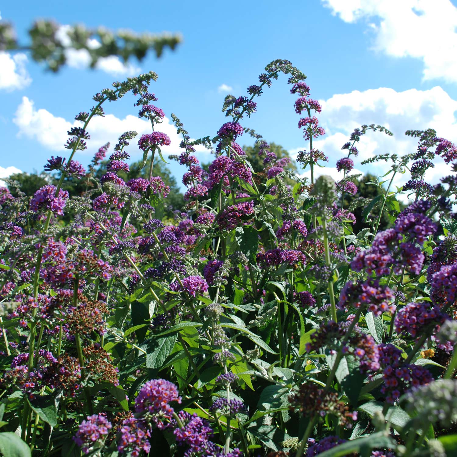 Schmetterlingsflieder 'Flower Power'