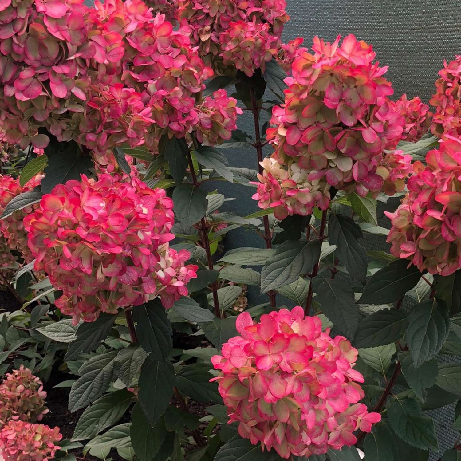 Rispenhortensie 'Bloody Marie®', 5 Liter, 40 - 60 Liefergröße: 40 - 60 cm