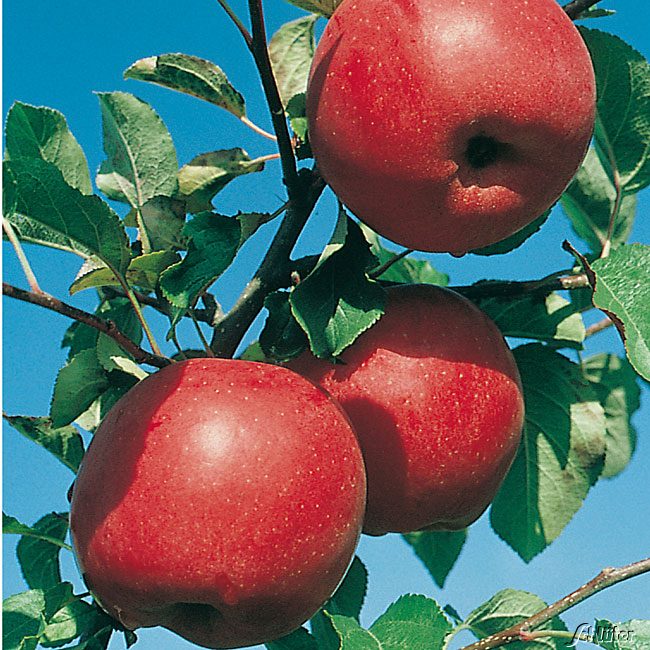 Zwerg-Apfel 'Reanda®' GEVO Liefergröße: extra starker Busch, 80 - 100 cm