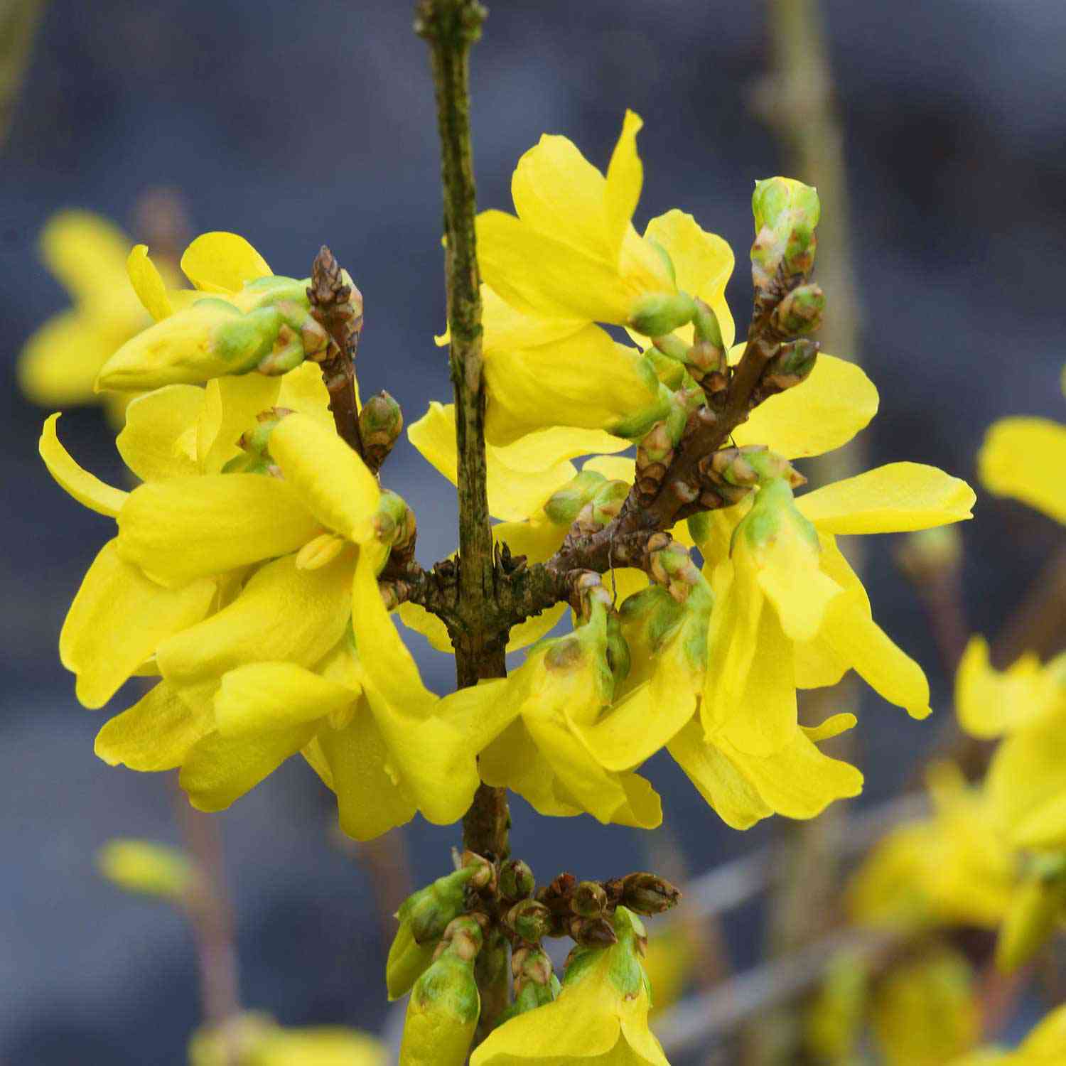 Goldglöckchen / Forsythie 'Weekend'