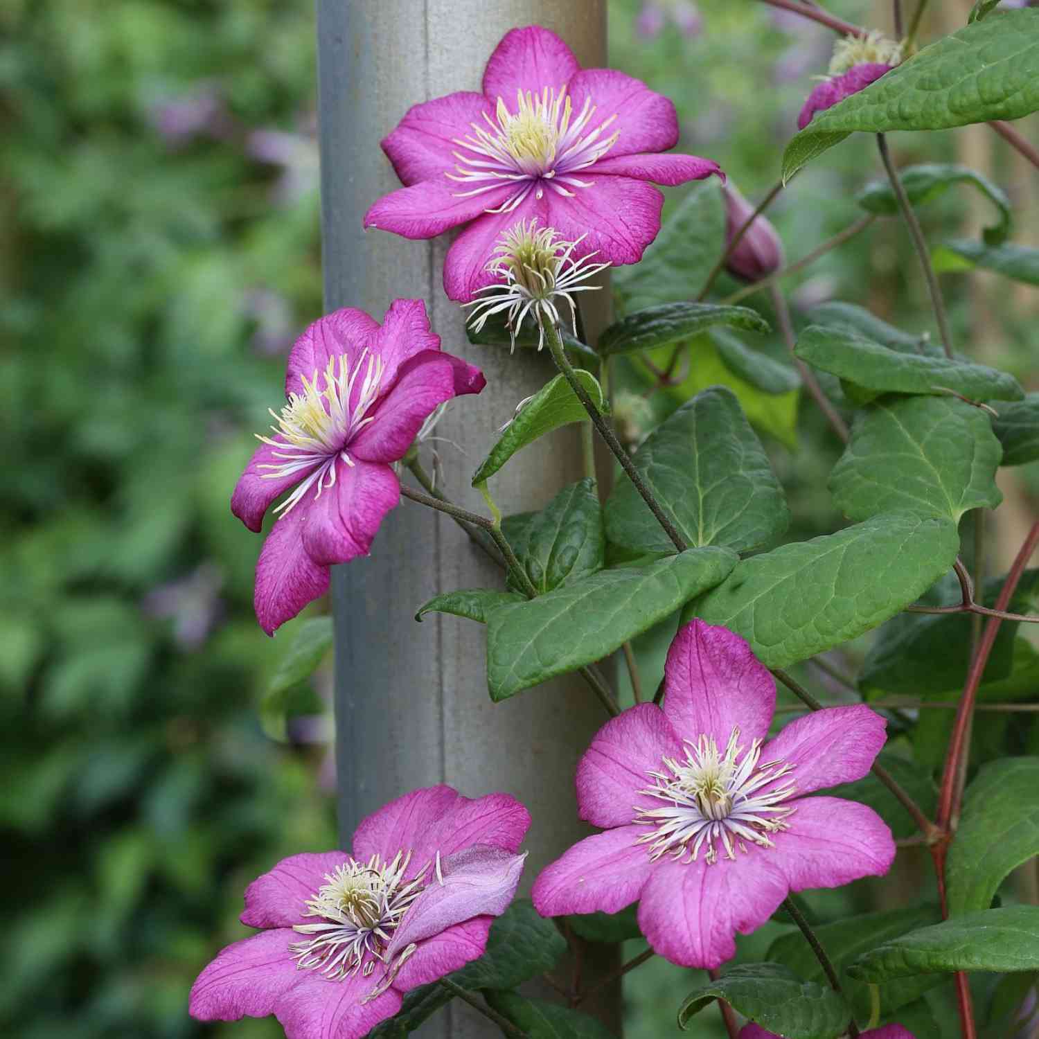 Clematis 'Ville de Lyon'