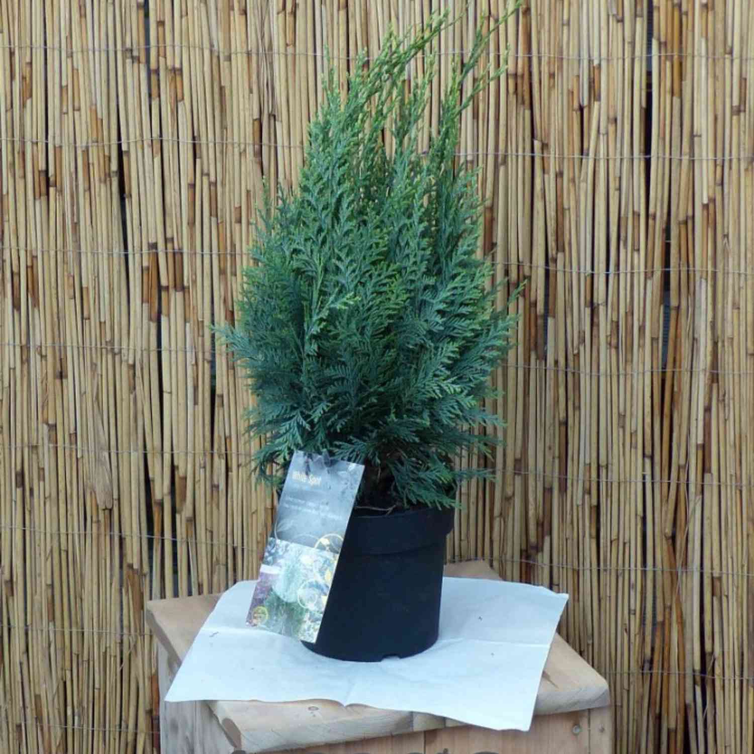 Gartenzypresse 'White Spot'