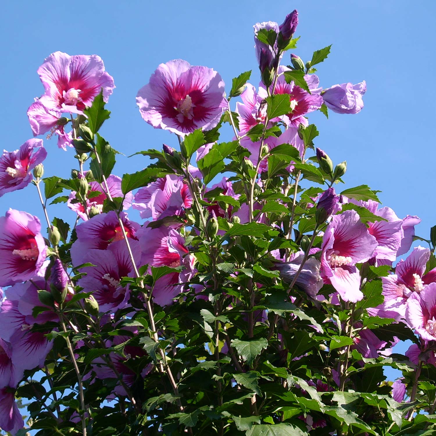 Säulen-Eibisch 'Purple Pillar' Säulen-Eibisch 'Purple Pillar'