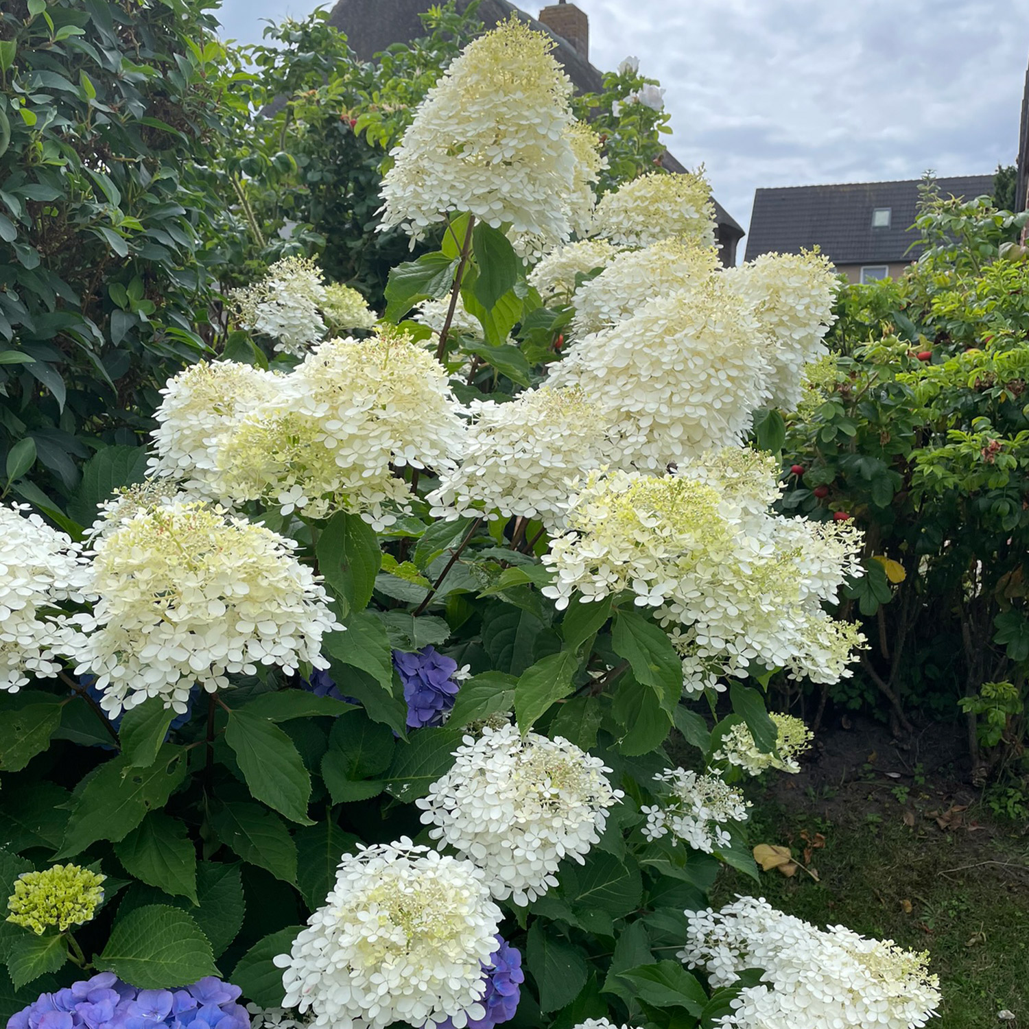 Rispenhortensie 'Silver Dollar®' Rispenhortensie 'Silver Dollar®'