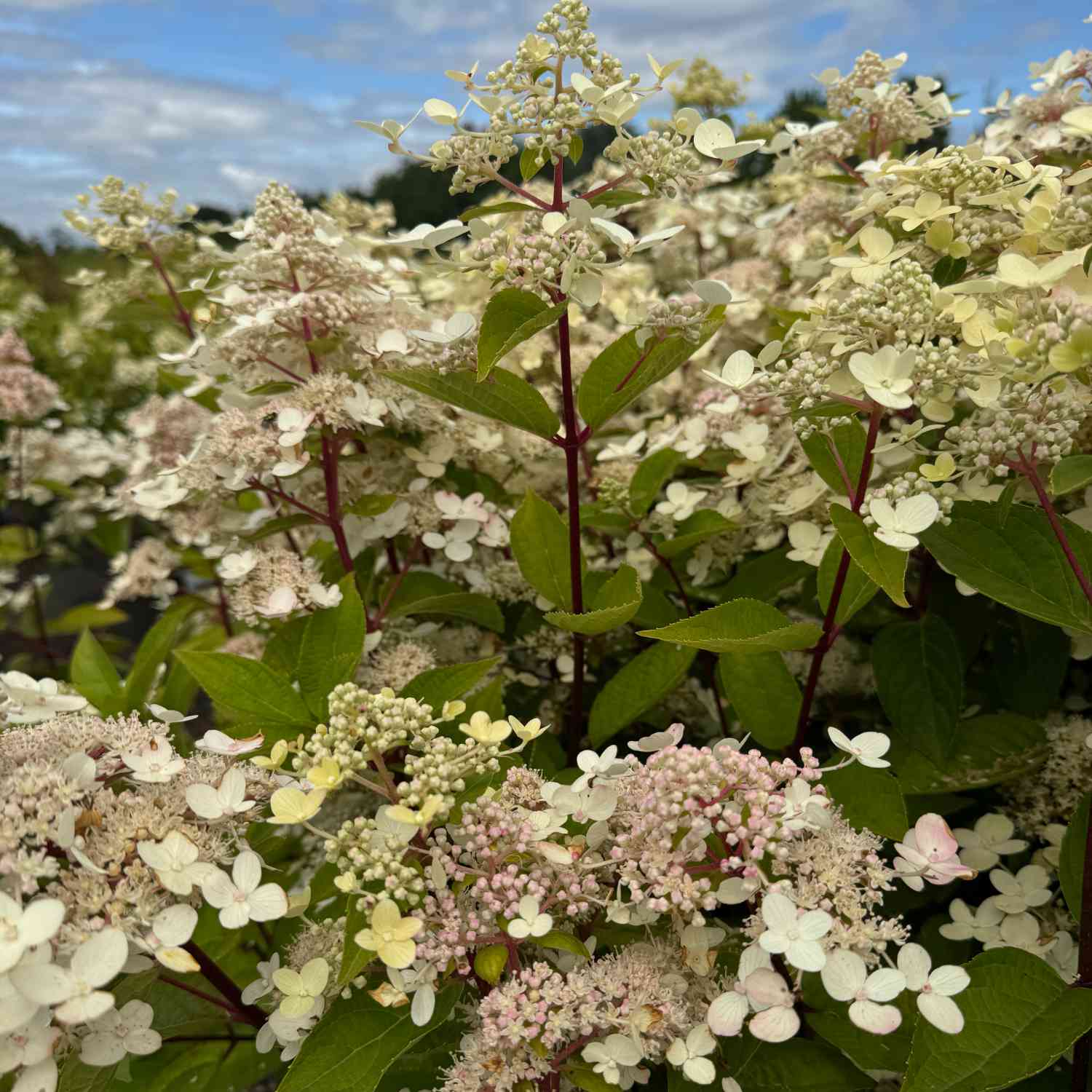 Rispenhortensie 'Confetti' -