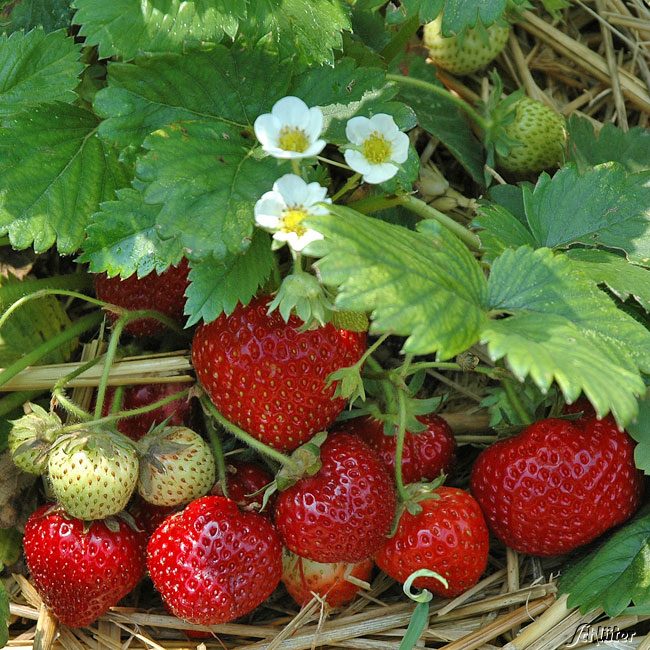 Erdbeere 'HUMMI®-Meraldo' Lieferform: Im 9 cm Topf