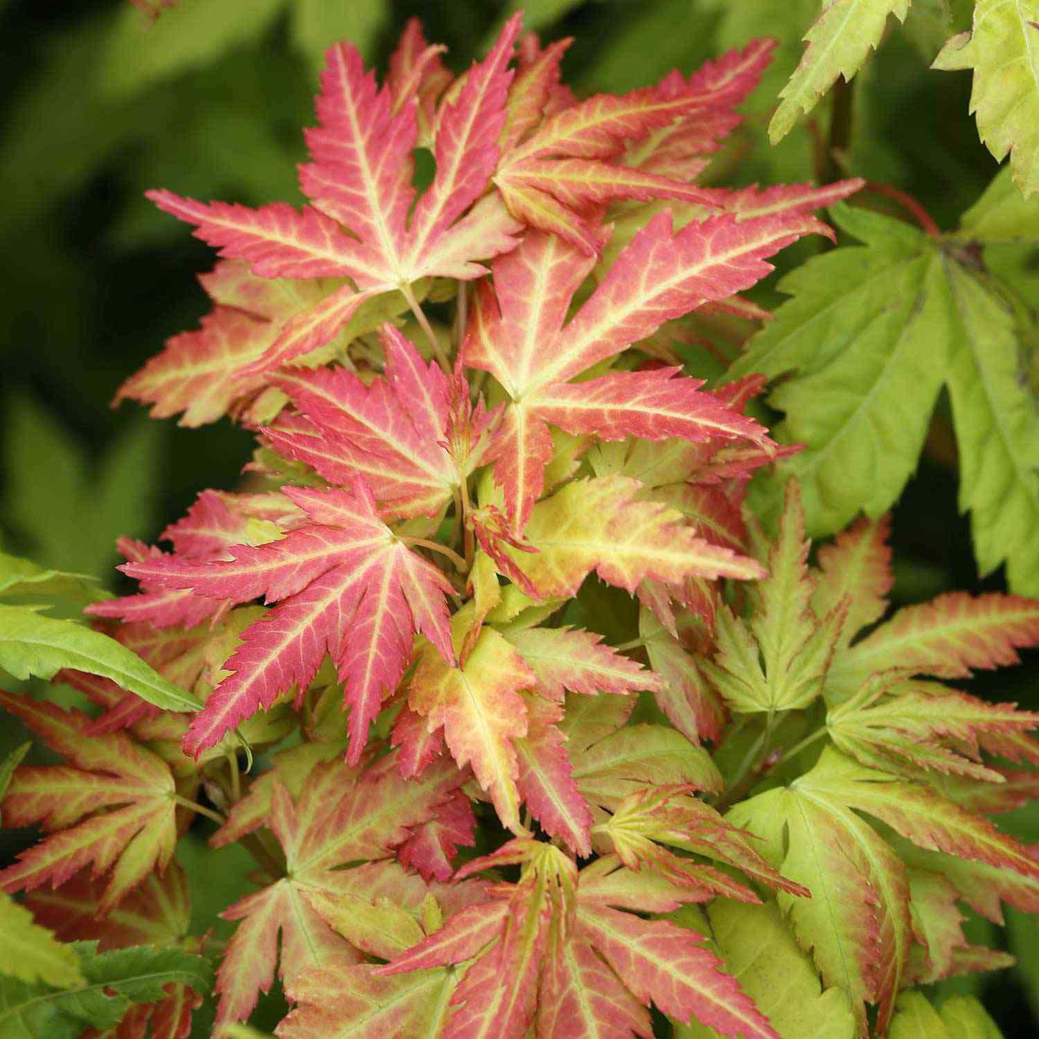 Goldahorn 'Orange Dream'