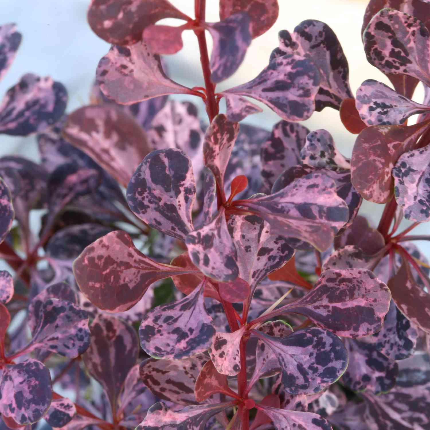 Berberitze 'Rose Glow'