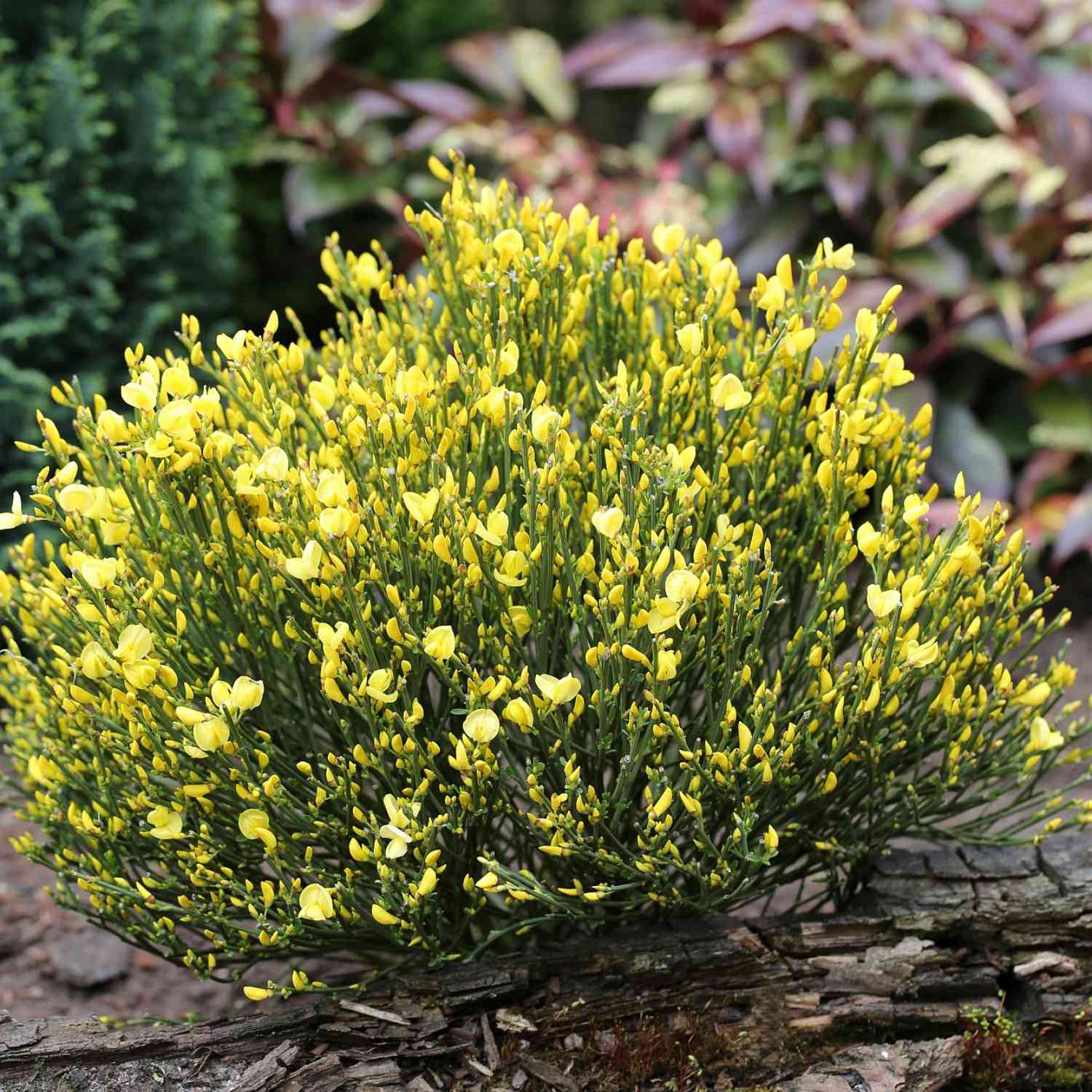 Edelginster 'Allgold'