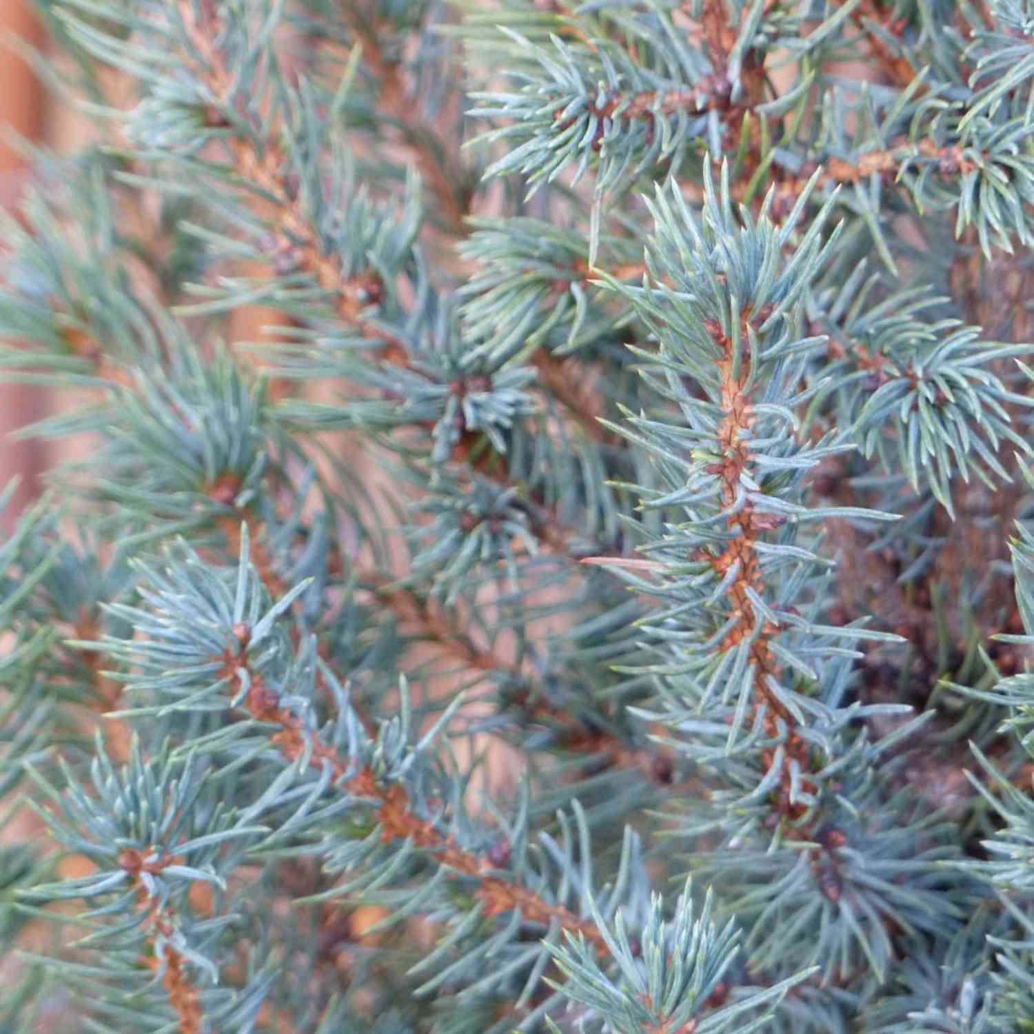 Zuckerhutfichte 'Sander's Blue'