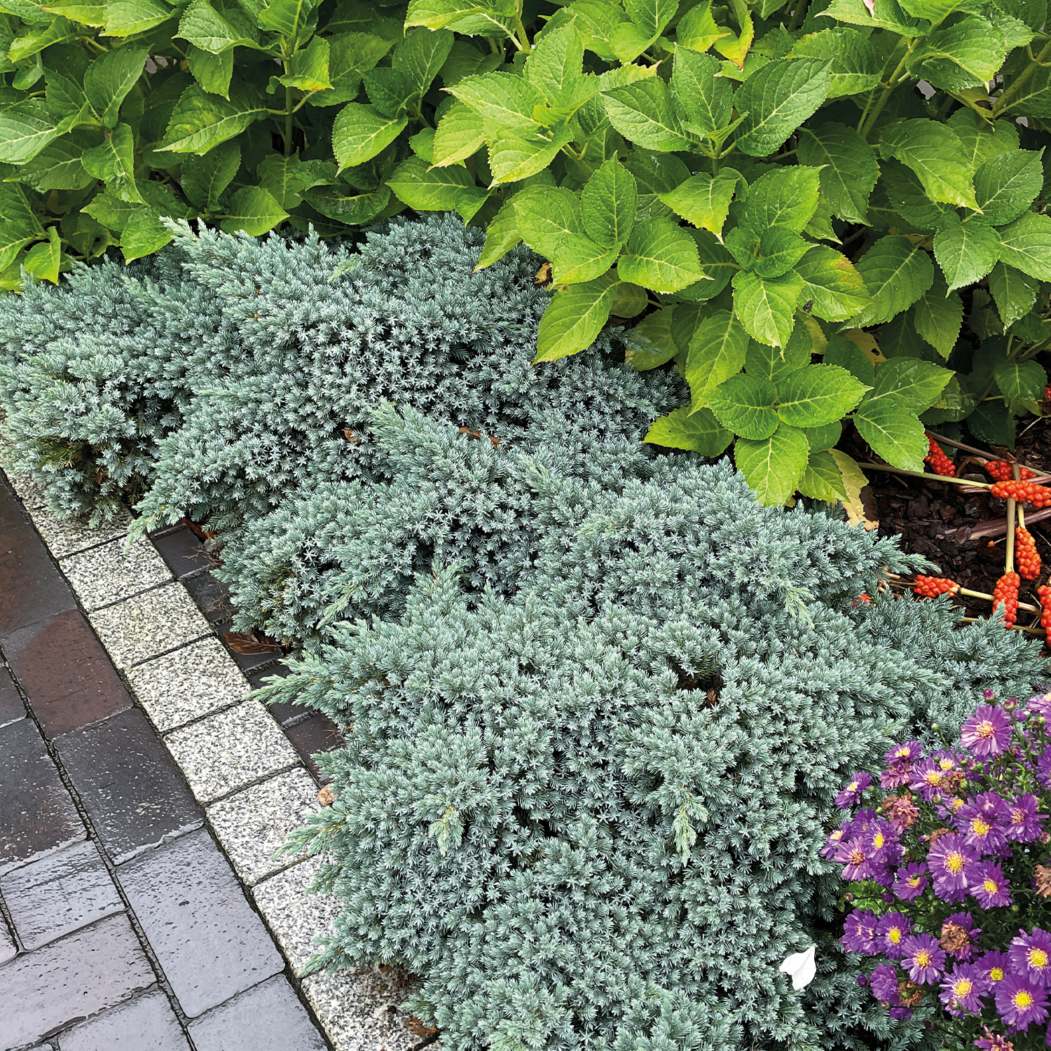 Blauer Kriechwacholder 'Blue Carpet' 3 Liter Container, 30-40 cm Liefergröße: 30-40 cm