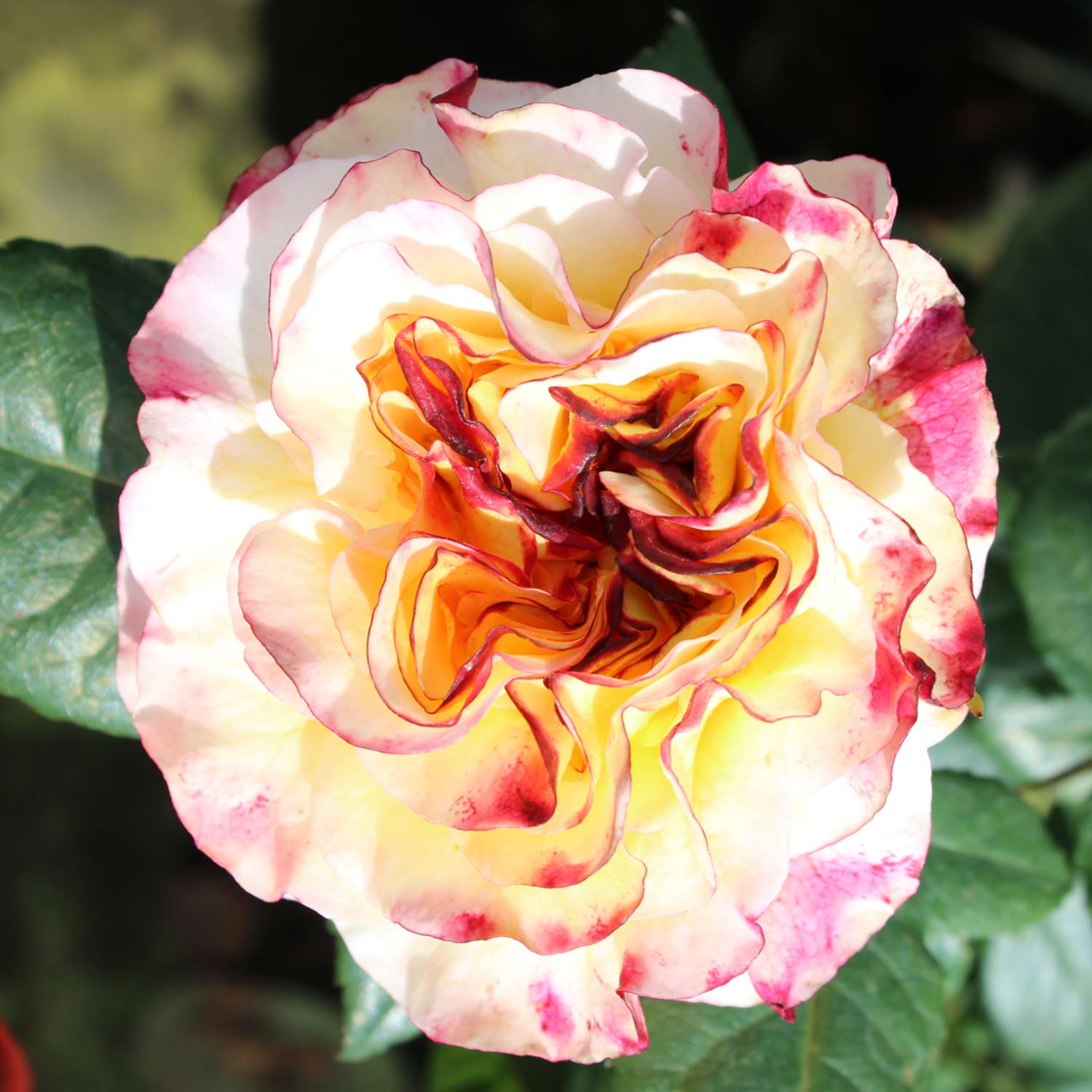 Nostalgische Edelrose 'Aquarell®', 5 Liter, 3 starke Triebe, A-Qualität Lieferform: Im 5 Liter Topf