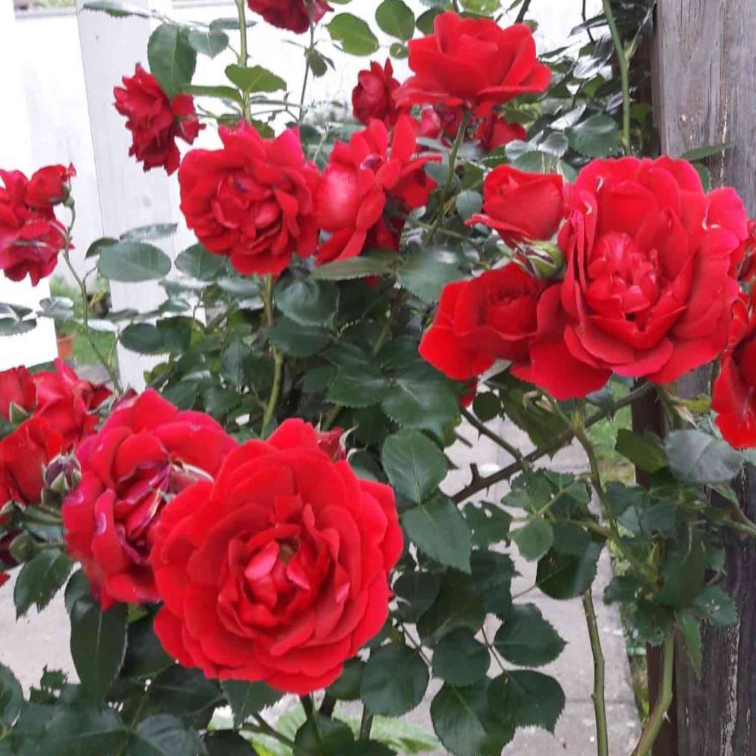 Strauchrose 'Ulmer Münster®'