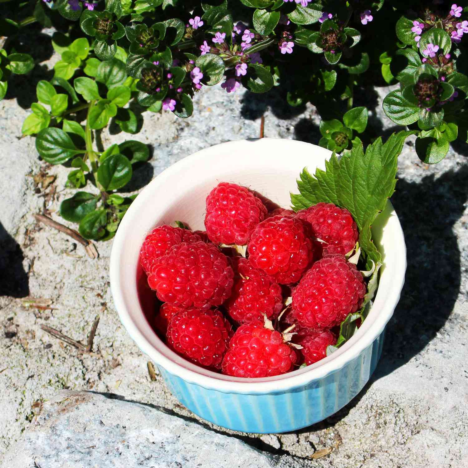 Sommerhimbeere 'Malling Promise'