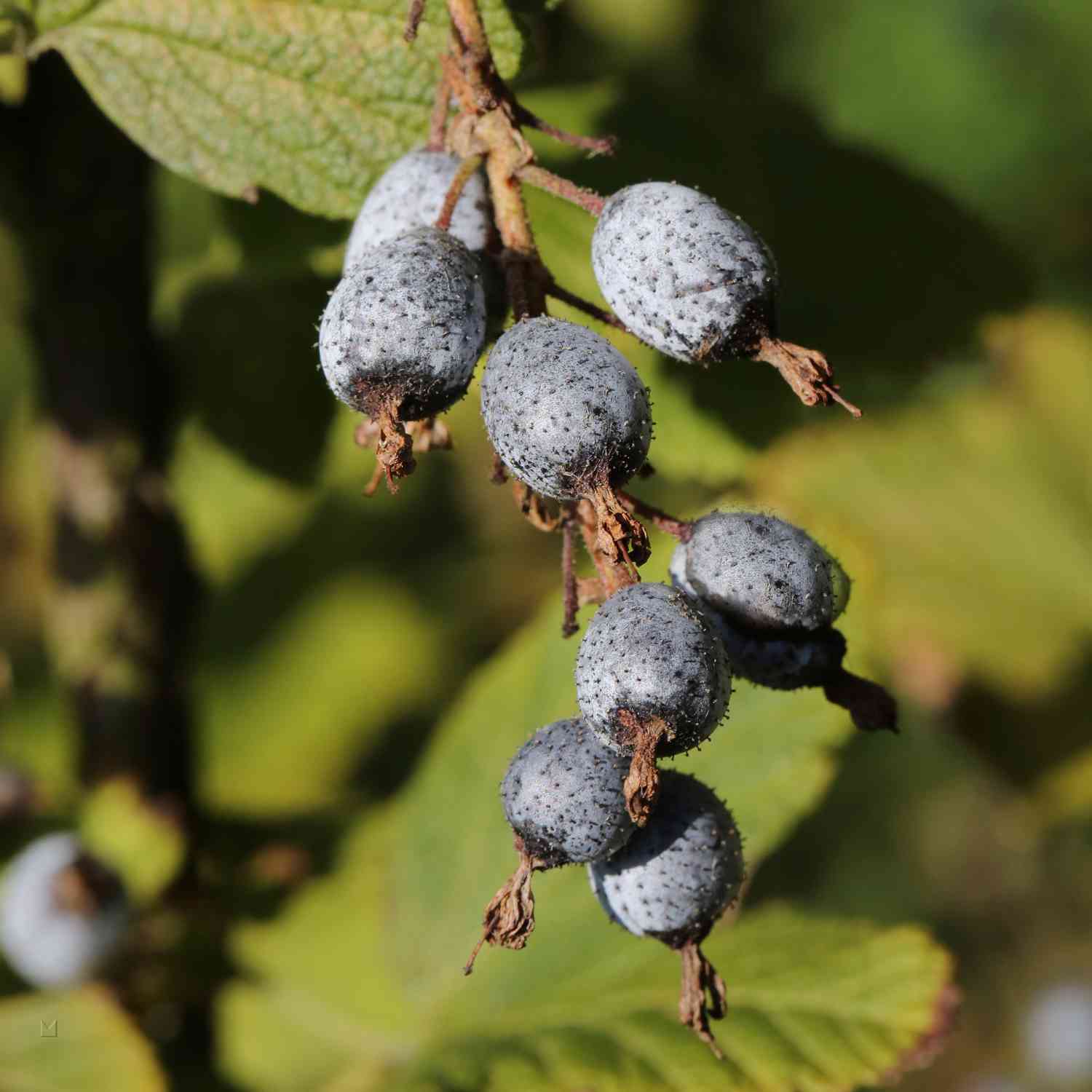 Blutjohannisbeere 'King Edward VII'