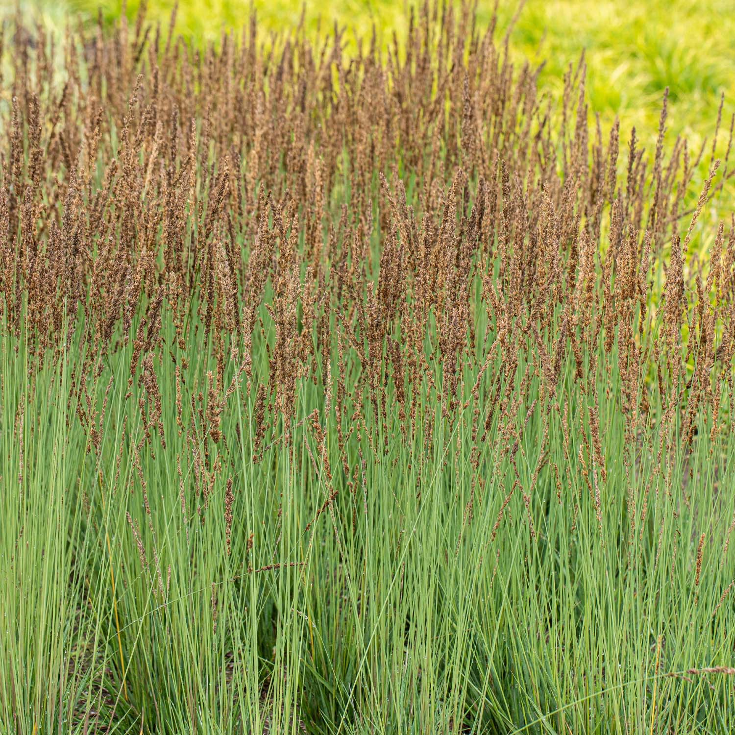 Kleines Pfeifengras 'Moorhexe'