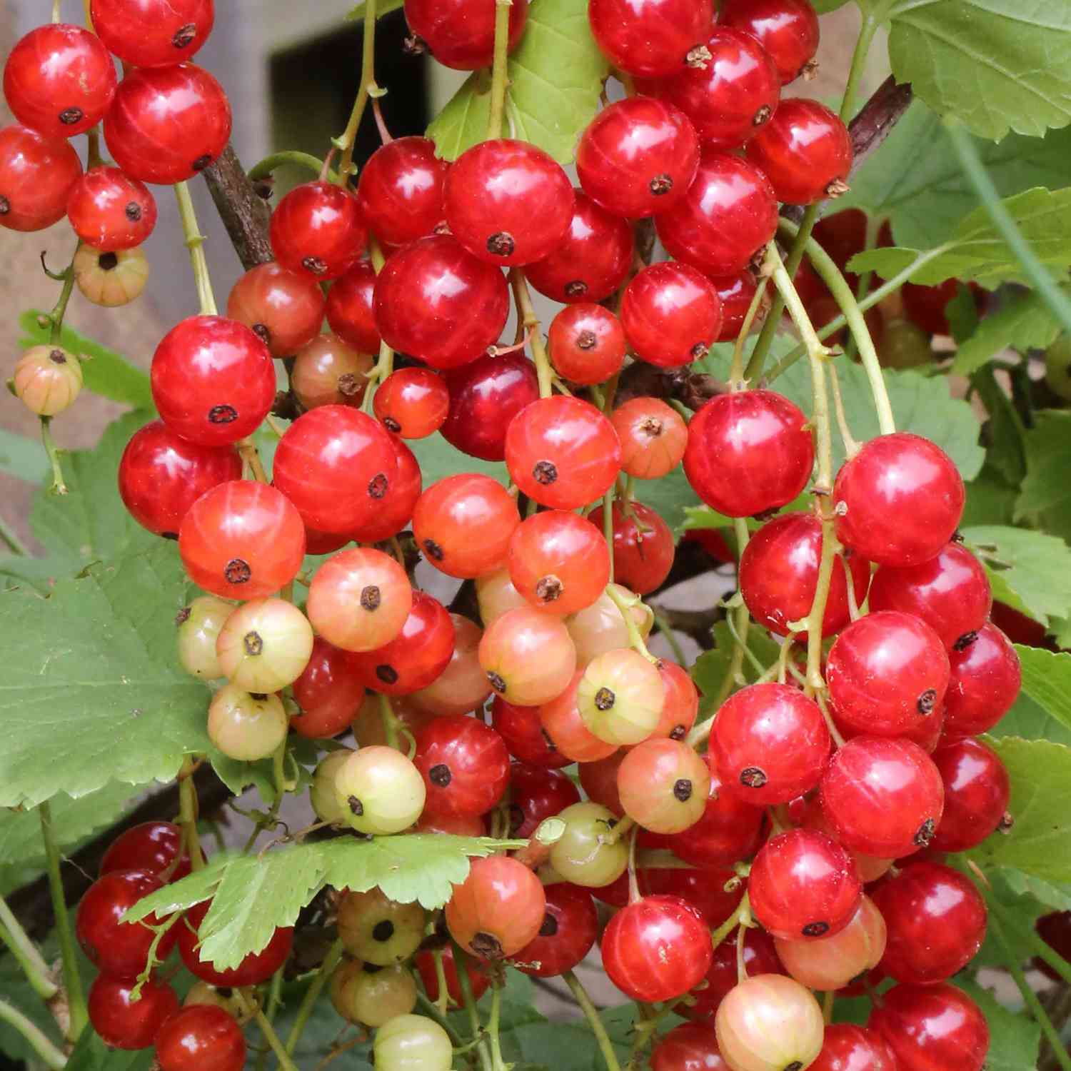 Rote Johannisbeere 'Rolan'