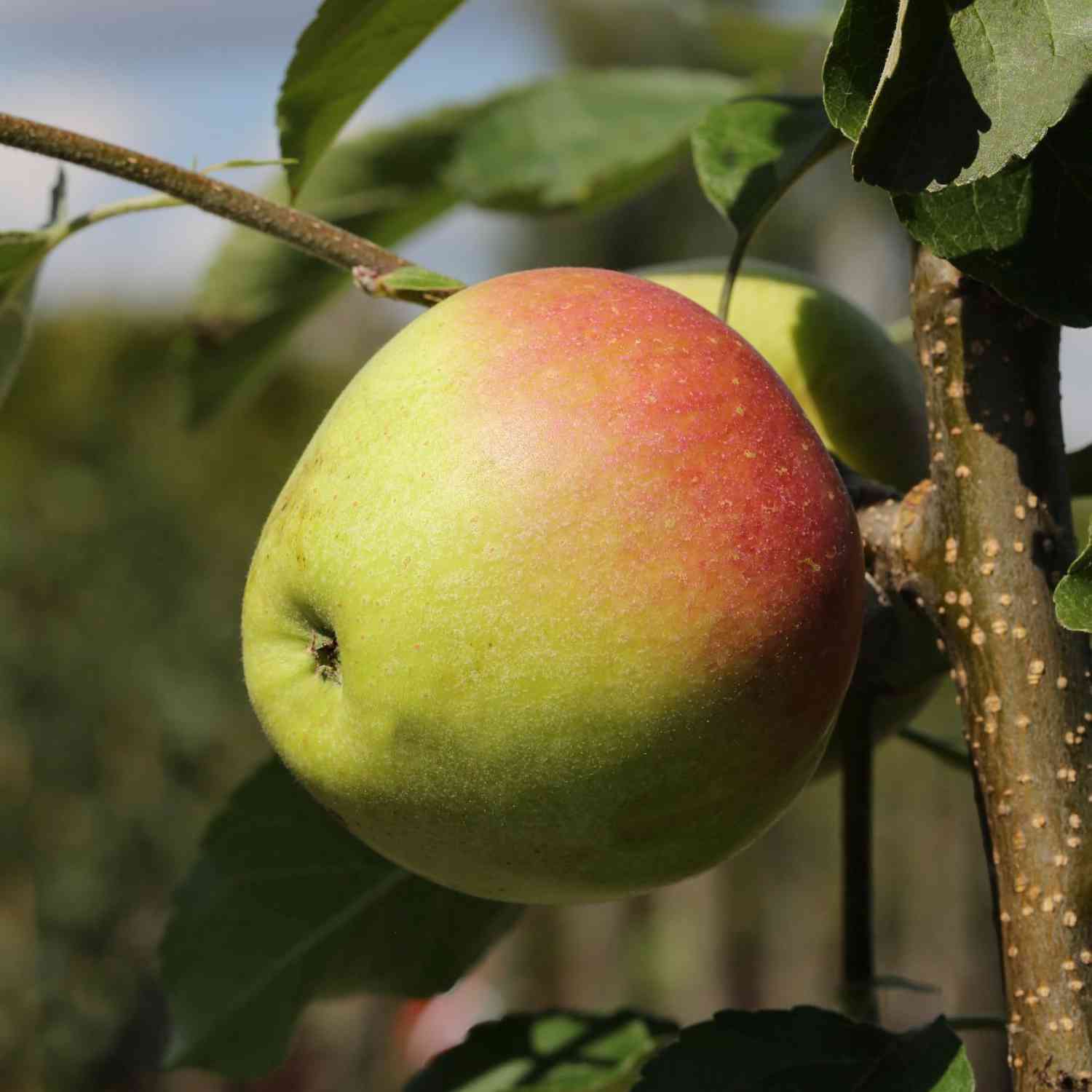 Zwerg-Apfel 'Pinova®'