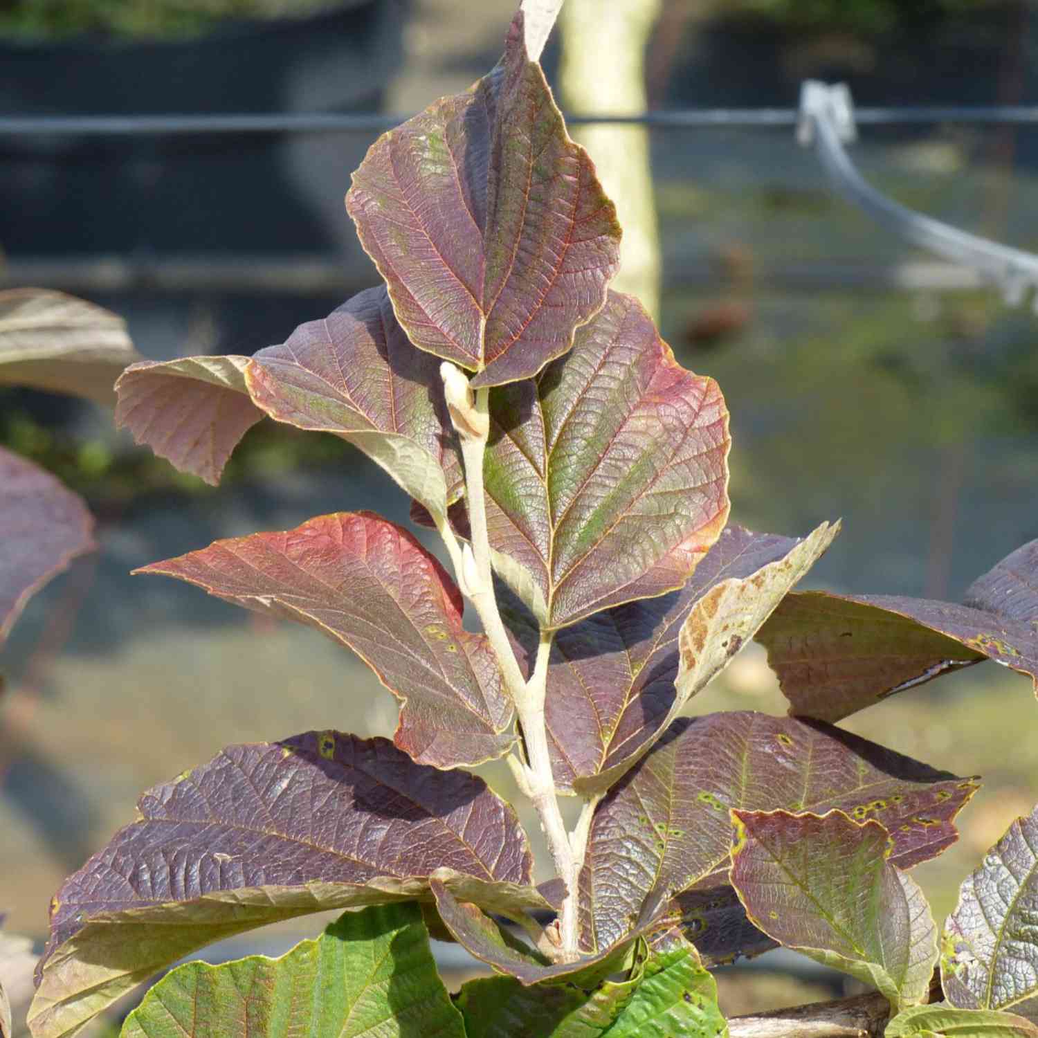 Zaubernuss 'Yamina'