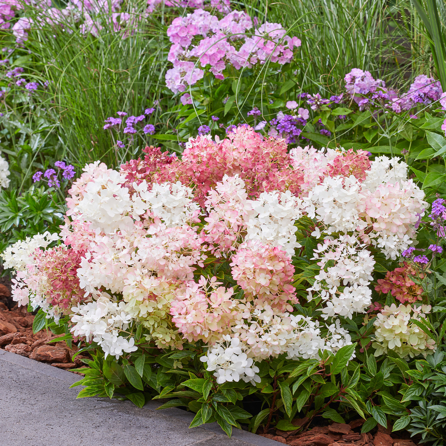 Zwerg-Rispenhortensie 'Groundbreaker'® tb9 Lieferform: Im 1,3 Liter Topf