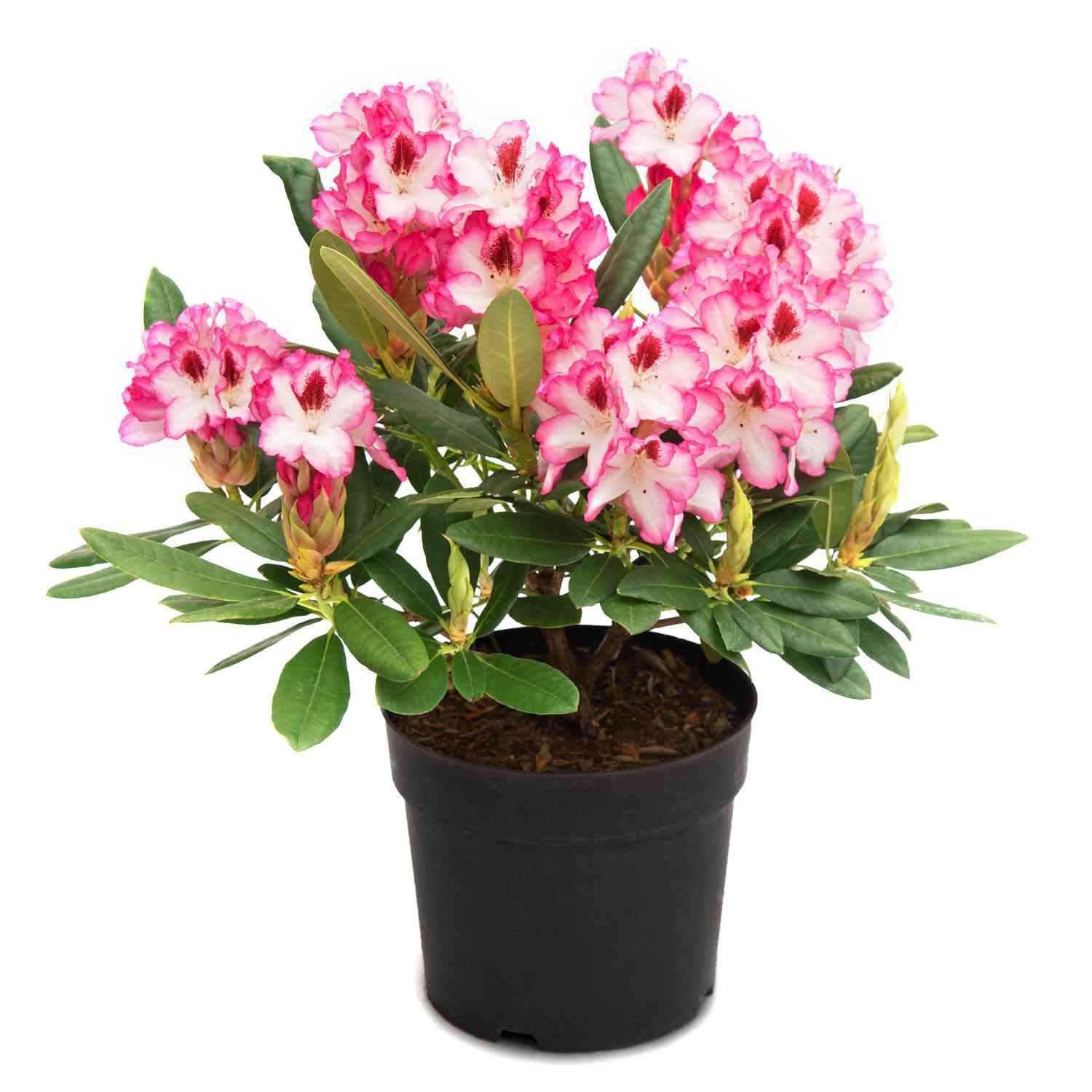 Rhododendron 'Hachmanns Charmant®'