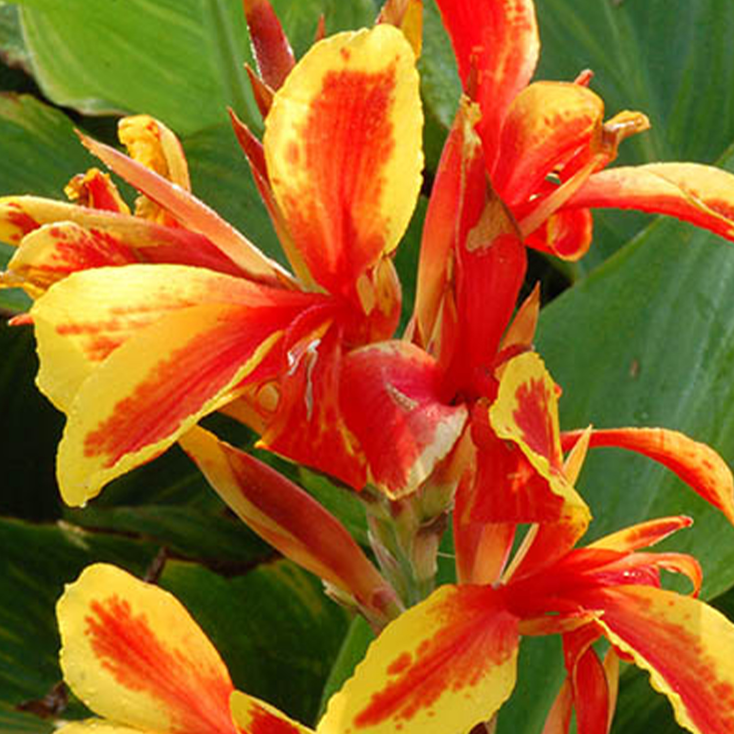 Zwerg-Canna 'Lucifer' - 1 Stück