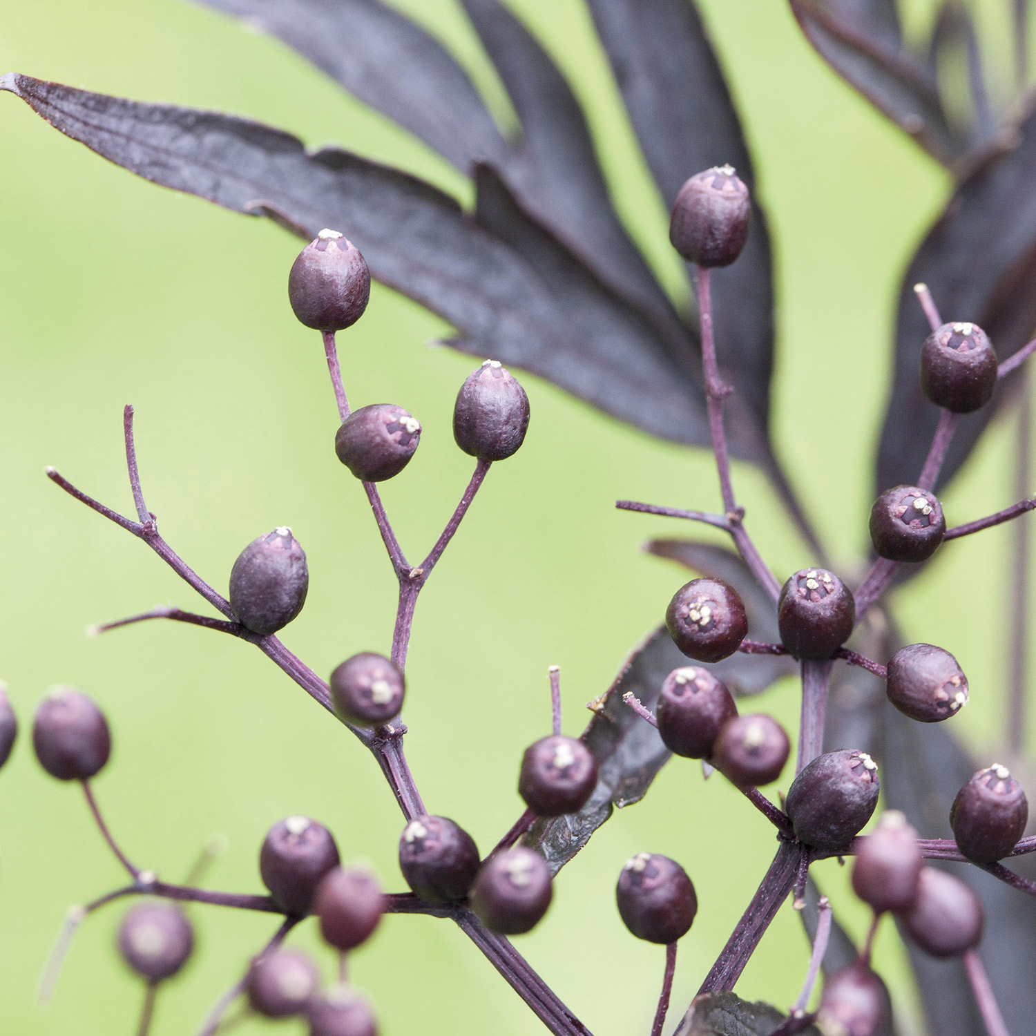 Fliederbeere 'Black Lace®' Fliederbeere 'Black Lace®'