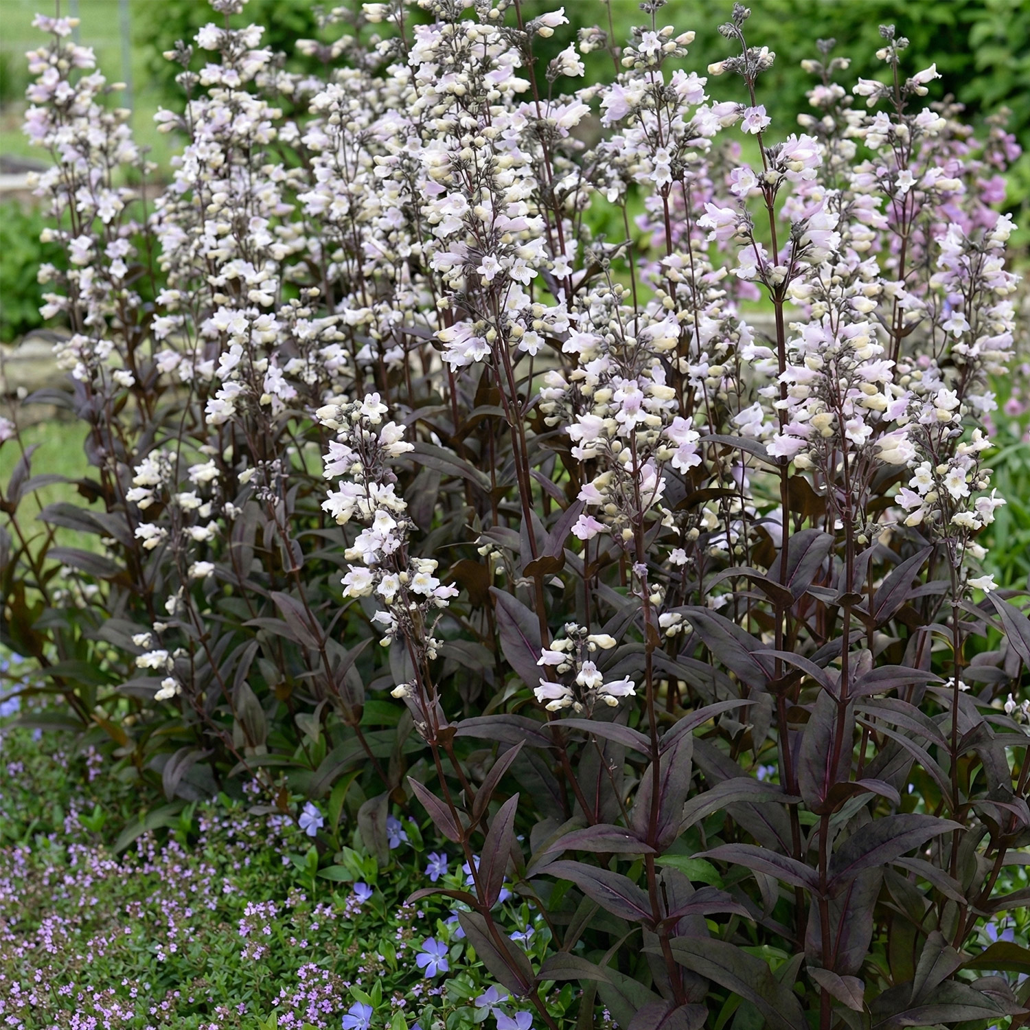 Bartfaden 'Onyx and Pearls' Lieferform: Im 0,5 Liter Topf