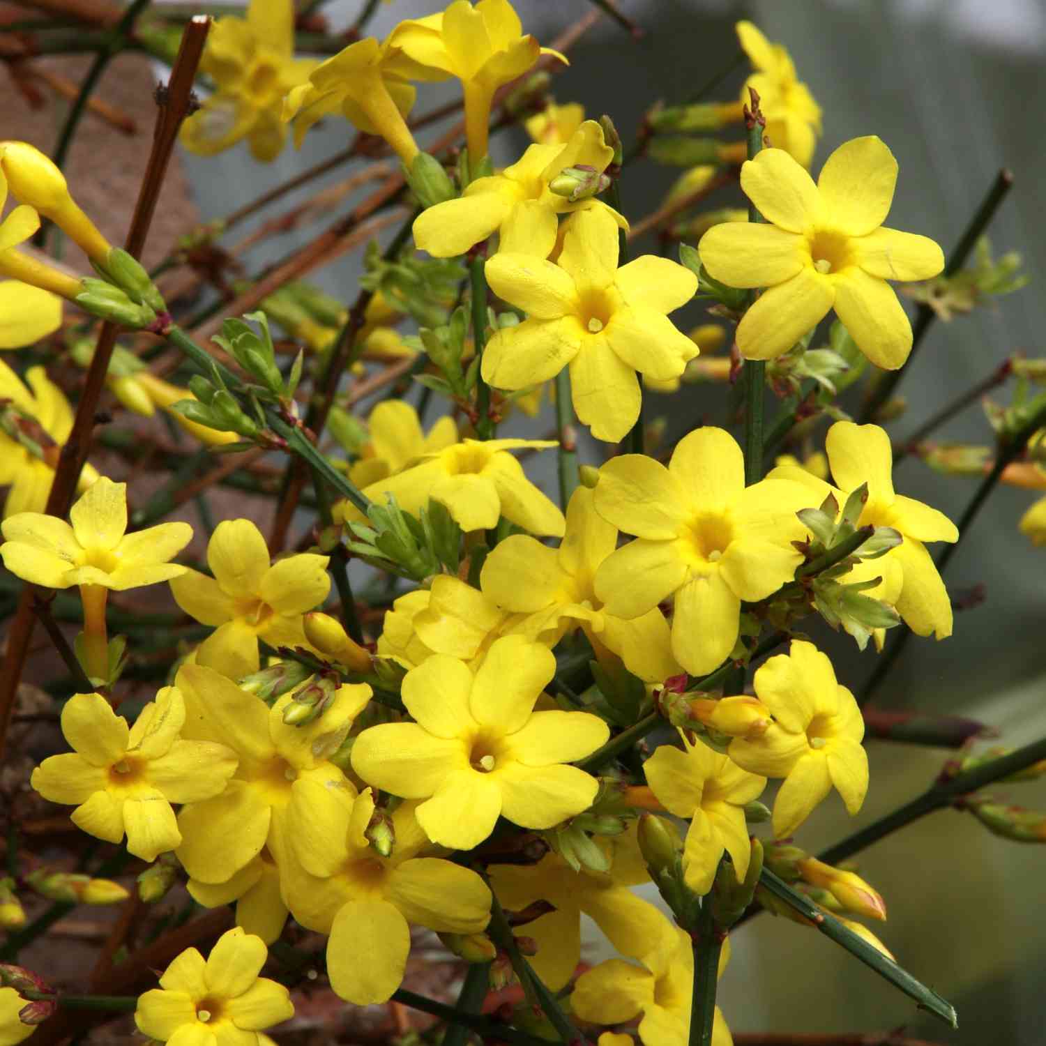 Winterjasmin