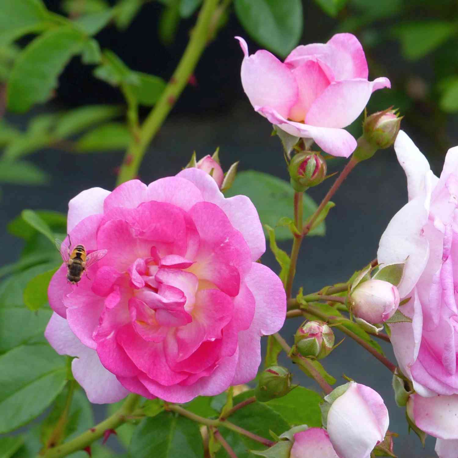 Nostalgische Kletterrose 'Jasmina®' - ADR-Rose Nostalgische Kletterrose 'Jasmina®' - ADR-Rose