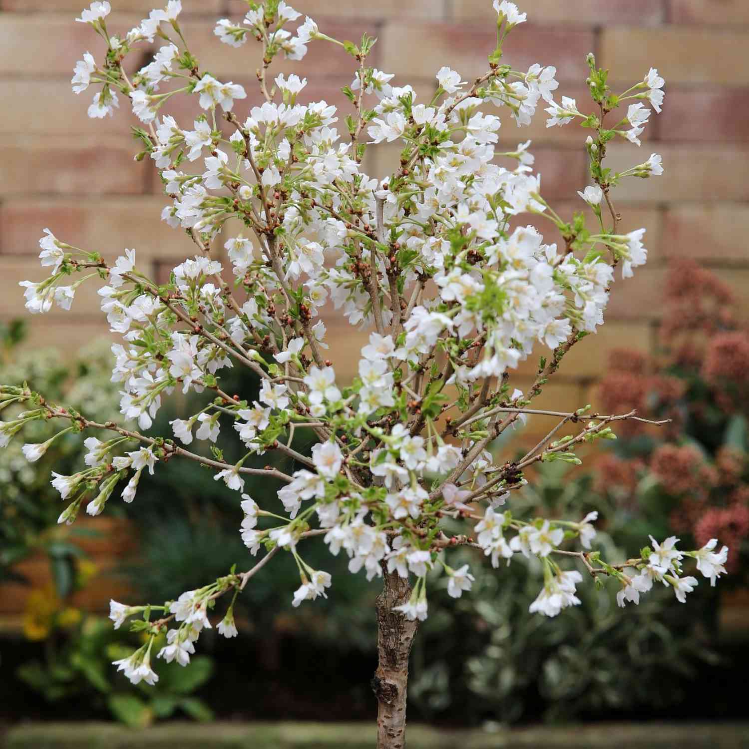 Geschlitzte Kirsche 'Kojou-no-mai'