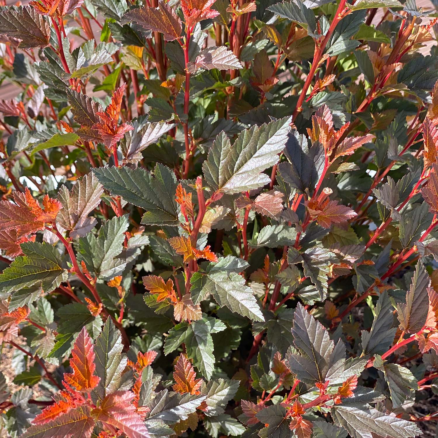 Buntblättrige Fasanenspiere 'Magical ® Sweet CherryTea ®' Liefergröße: 10 - 30 cm