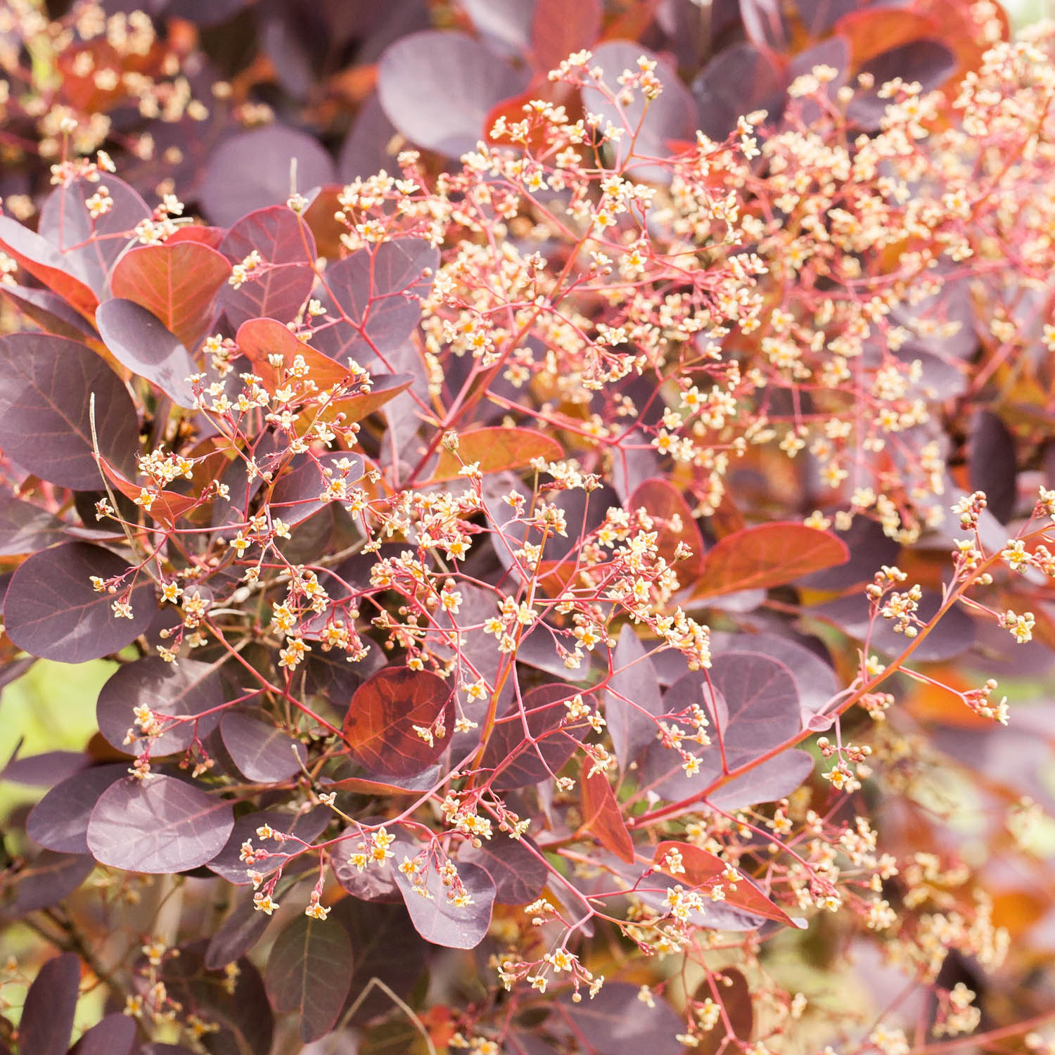 Perückenstrauch 'Royal Purple'