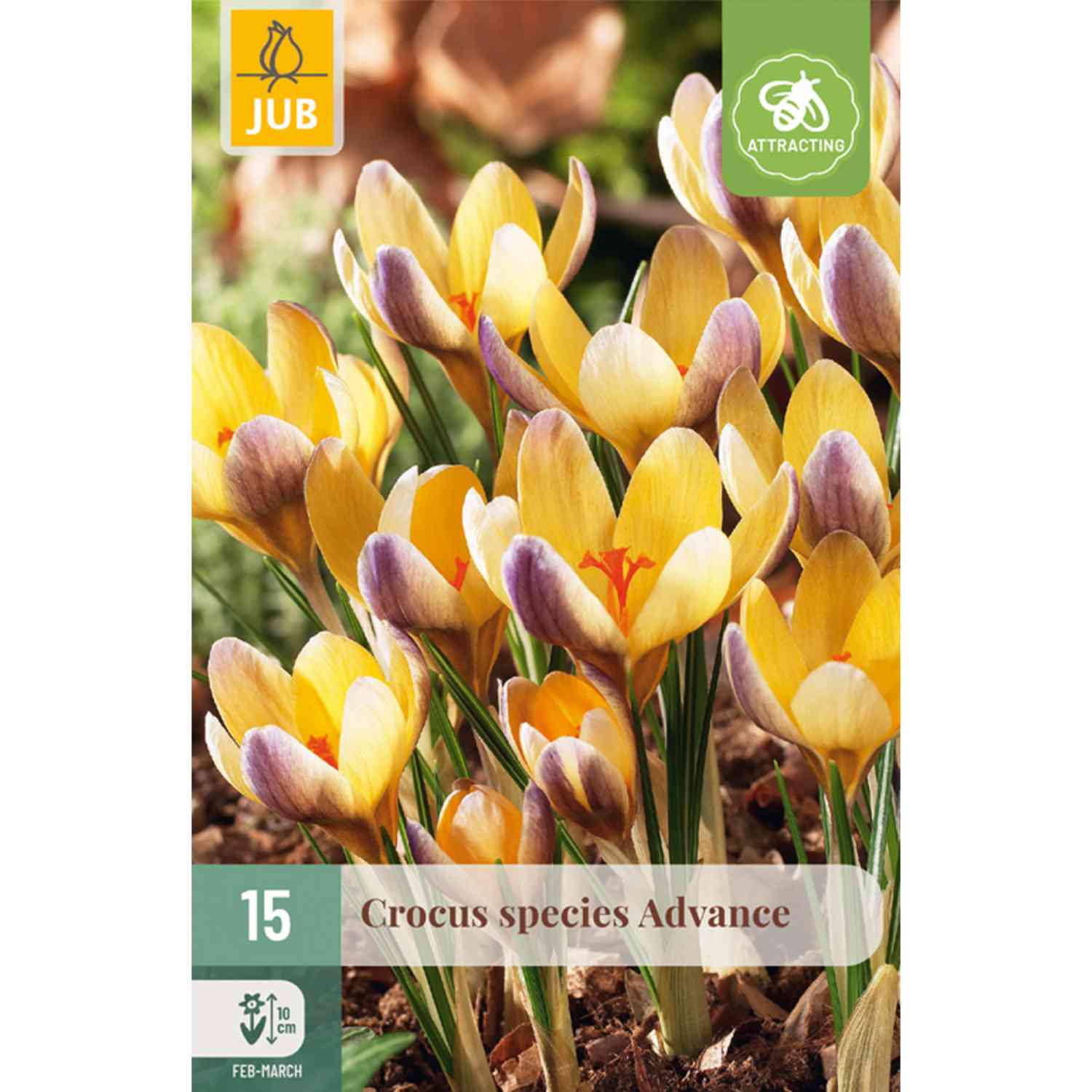 Botanische Krokusse 'Advance' - 15 Stück