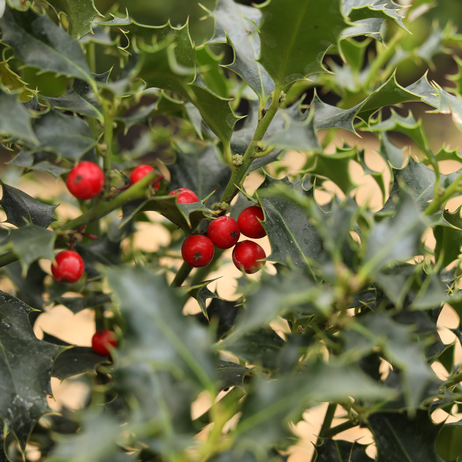 Stechpalme 'Alaska' Stechpalme 'Alaska'