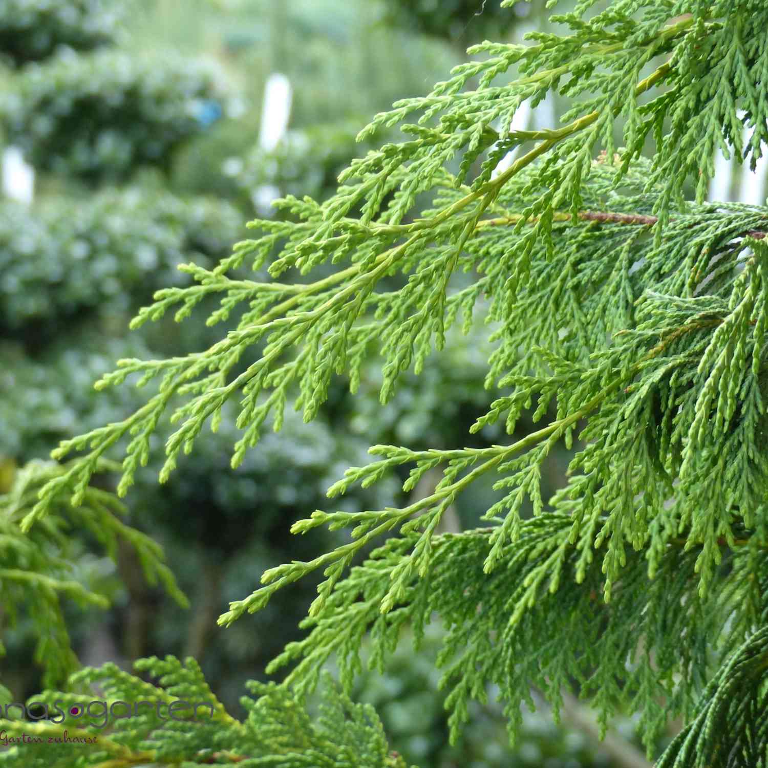 Mähnenzypresse / Hänge- Alaskazypresse / Hänge- Nootkazypresse Mähnenzypresse / Hänge- Alaskazypresse / Hänge- Nootkazypresse