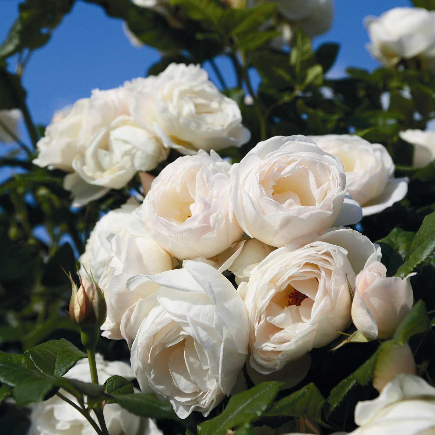 Kletterrose 'Uetersener Klosterrose®', Wurzelnackte Pflanze, 3 Triebe, A-Qualität Liefergröße: mind. 3 starke Triebe