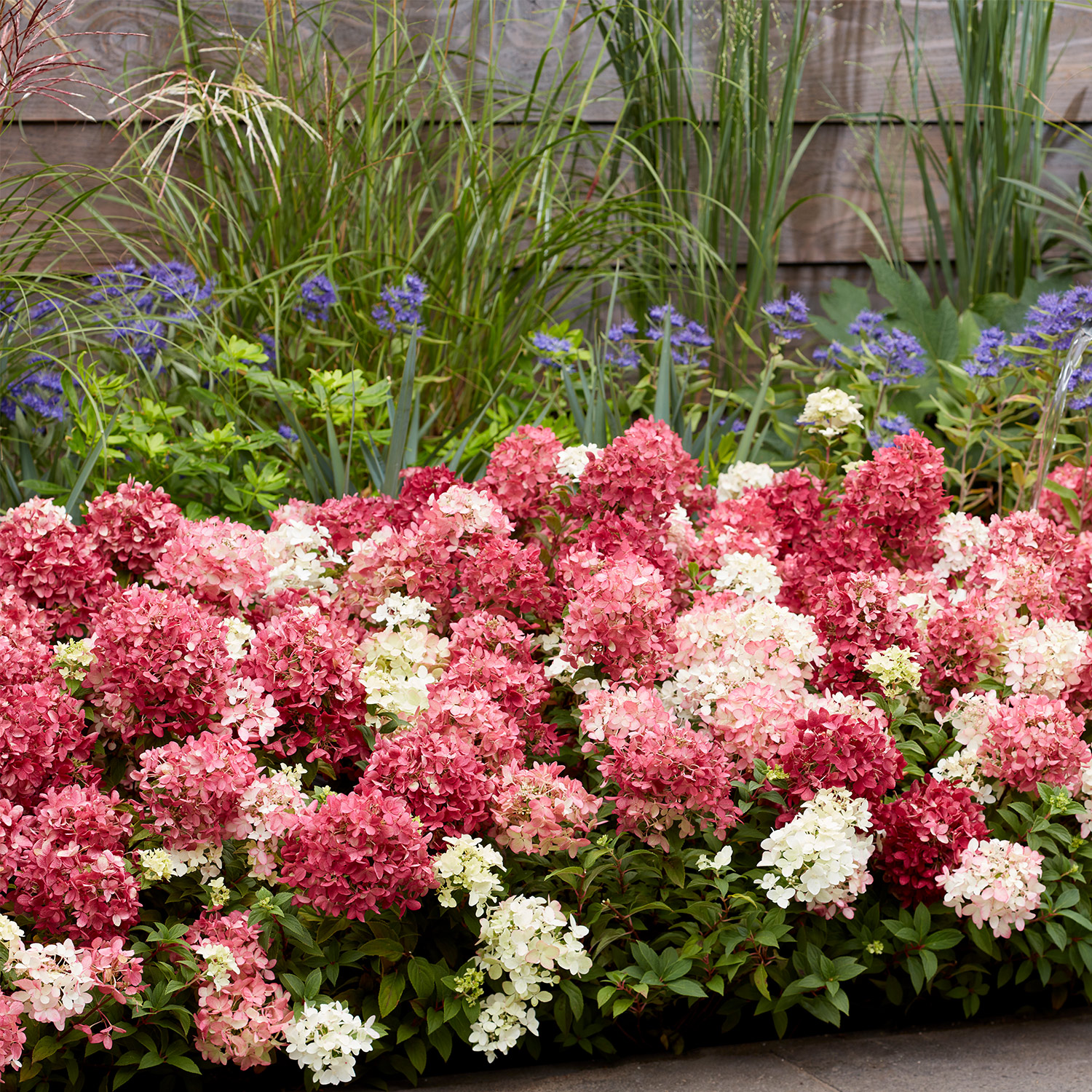Zwerg-Rispenhortensie 'Groundbreaker® Ruby'