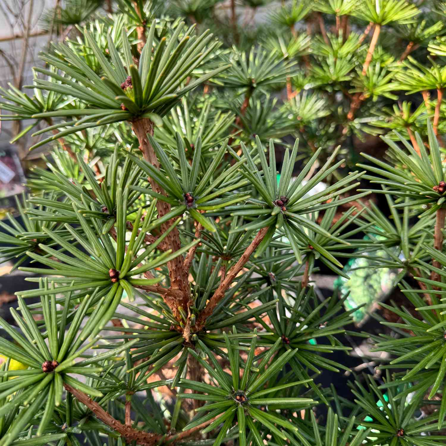 Japanische Schirmtanne 'Green Diamond'