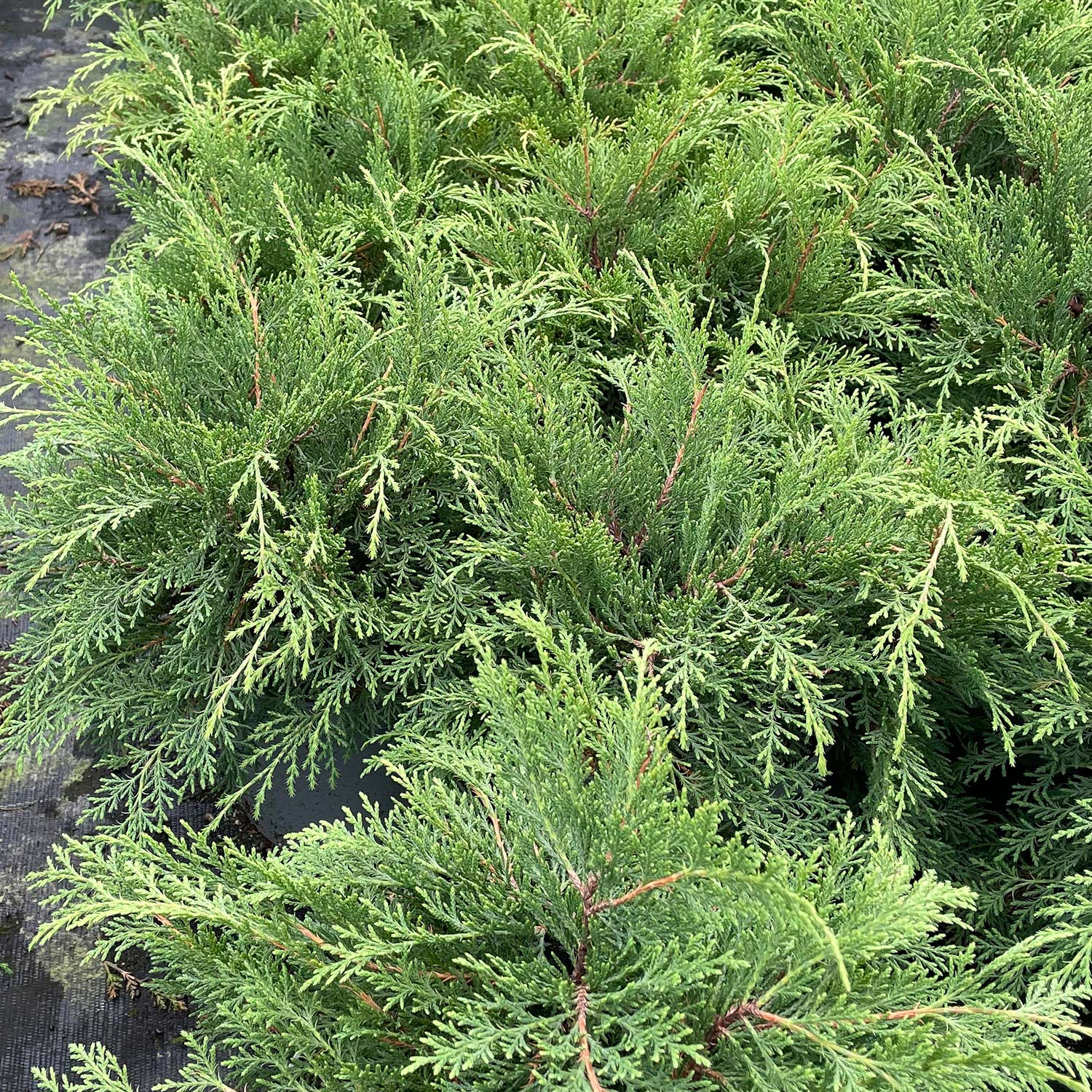 Fächerwacholder Container, 20-30 cm breit Liefergröße: 20-30 cm breit