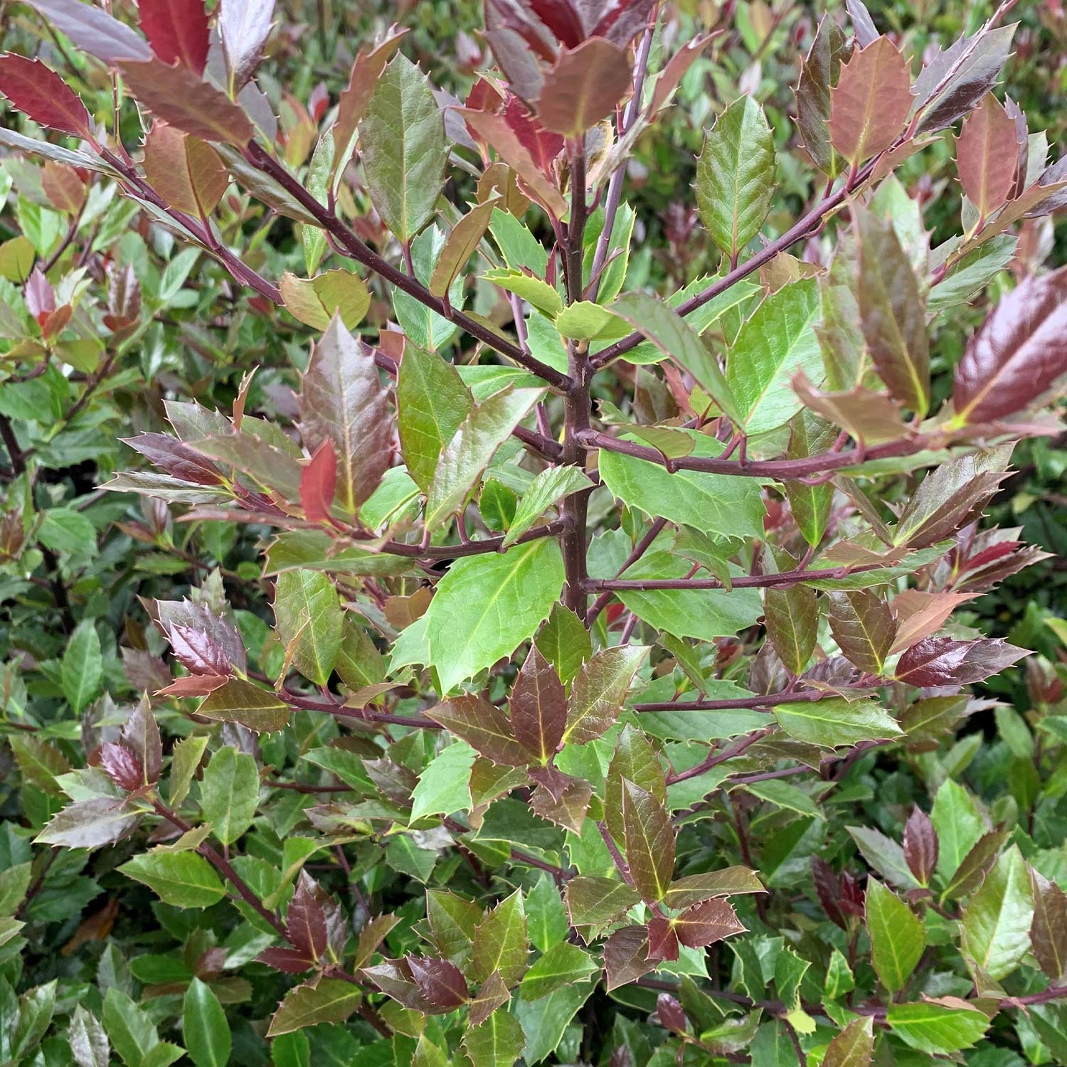 Stechpalme 'Heckenblau®' Stechpalme 'Heckenblau®'